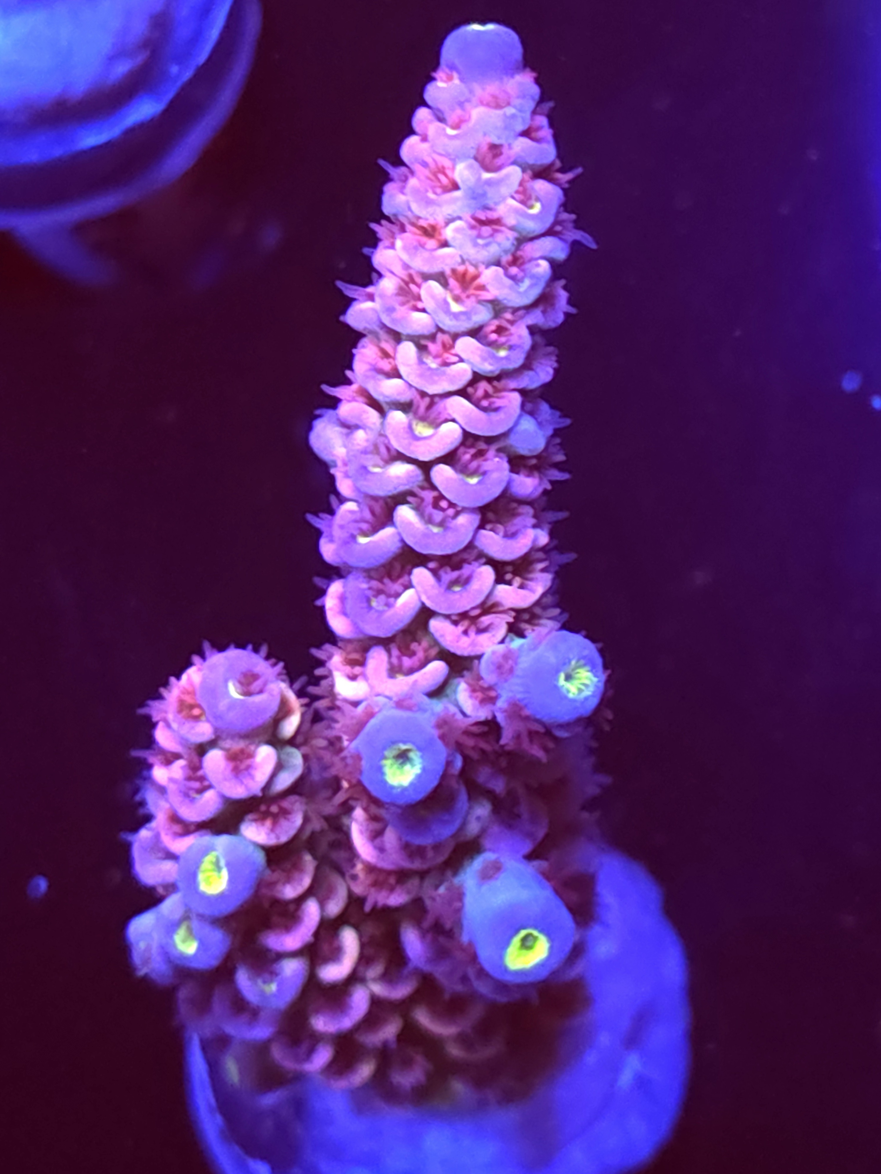 SBB "Rainbow Core" Acro Xlarge 2 Branch