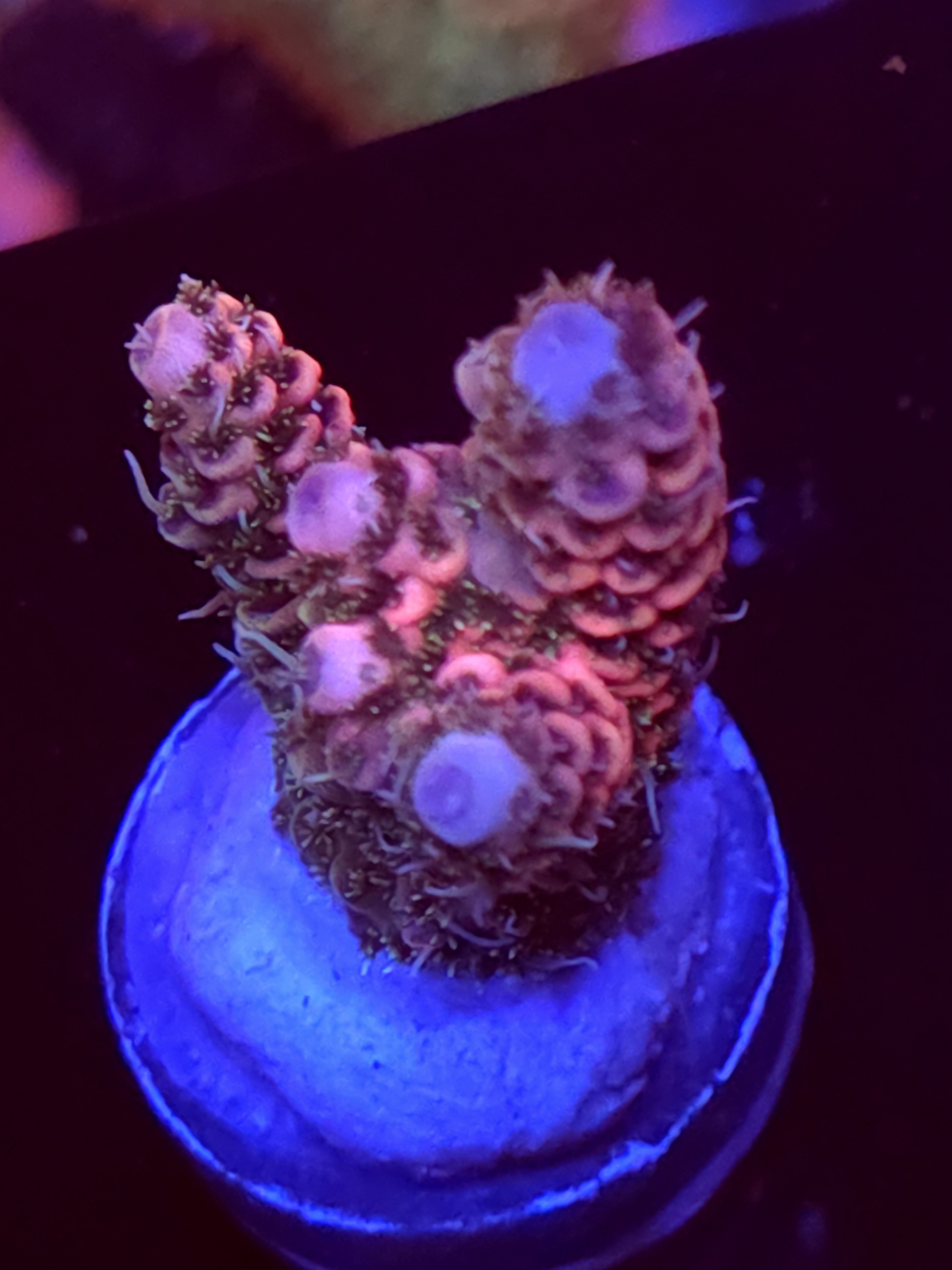 SBB "Jelly Mystery Signature" Acro Medium 2 Branch