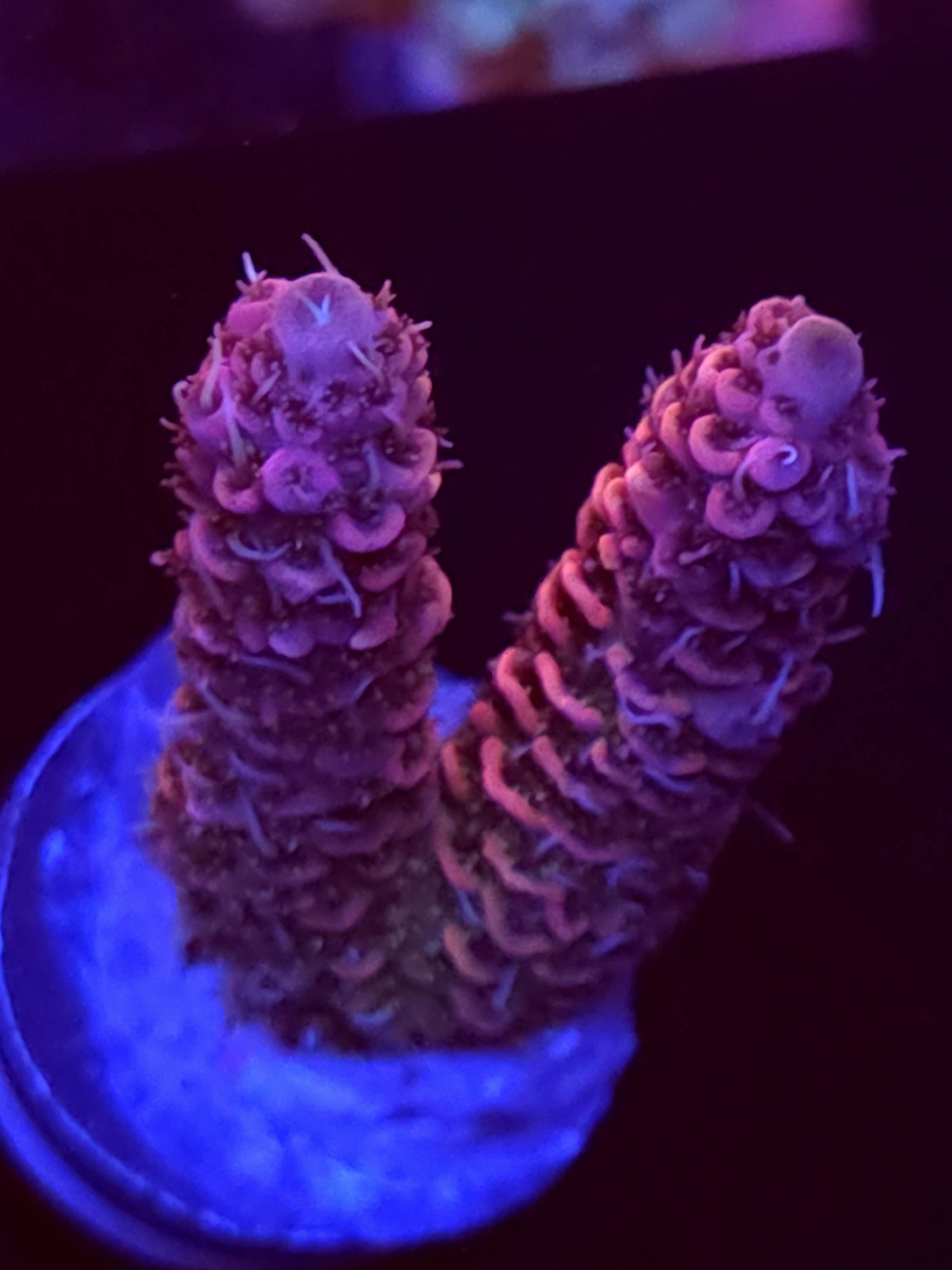 SBB "Jelly Bean Jewel" Acro Medium 2 Branch