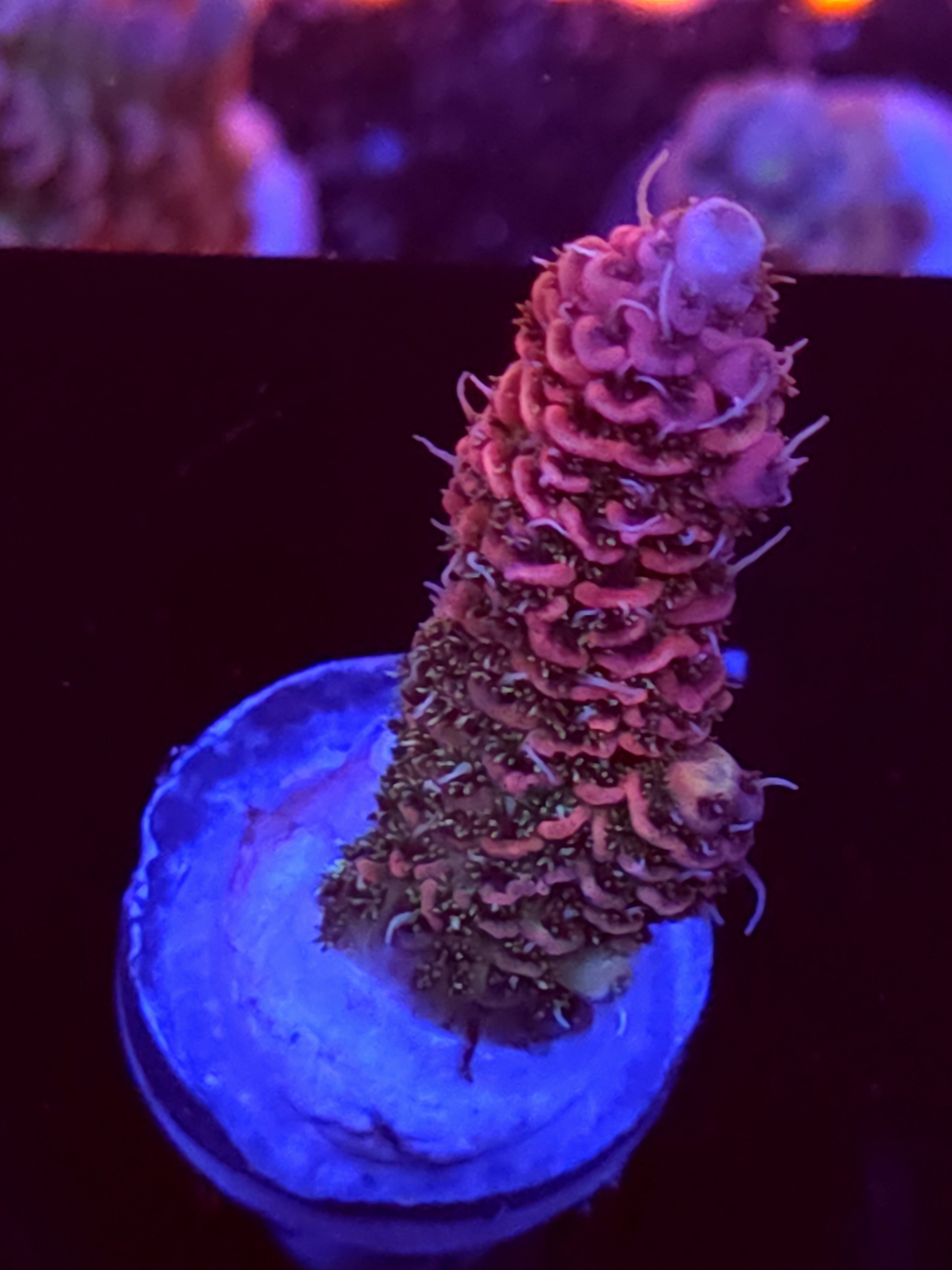 SBB "Jelly Bean Jewel" Acro Medium Branch