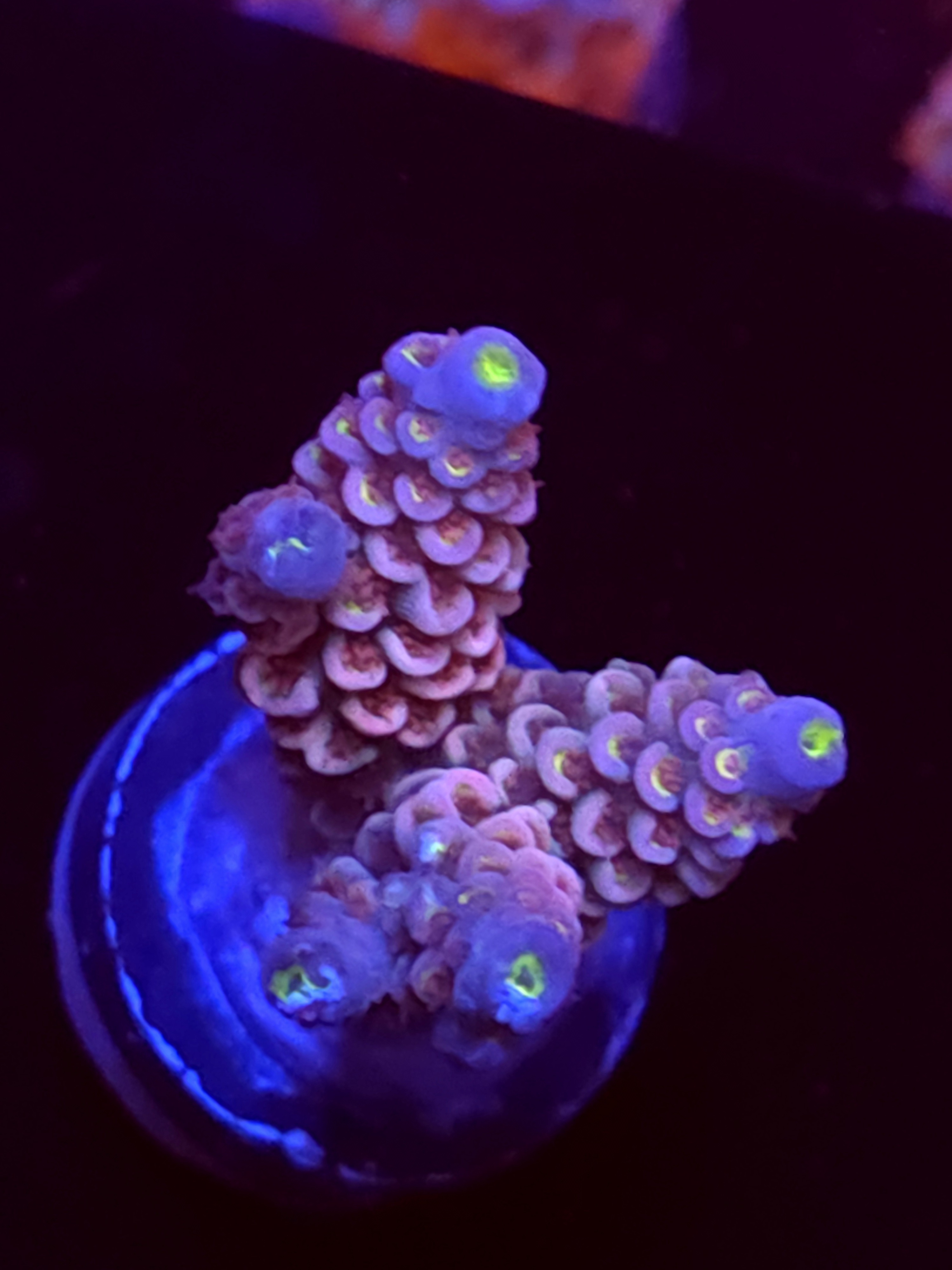 SBB "Ice Dragon" Acro Medium 3 Branch