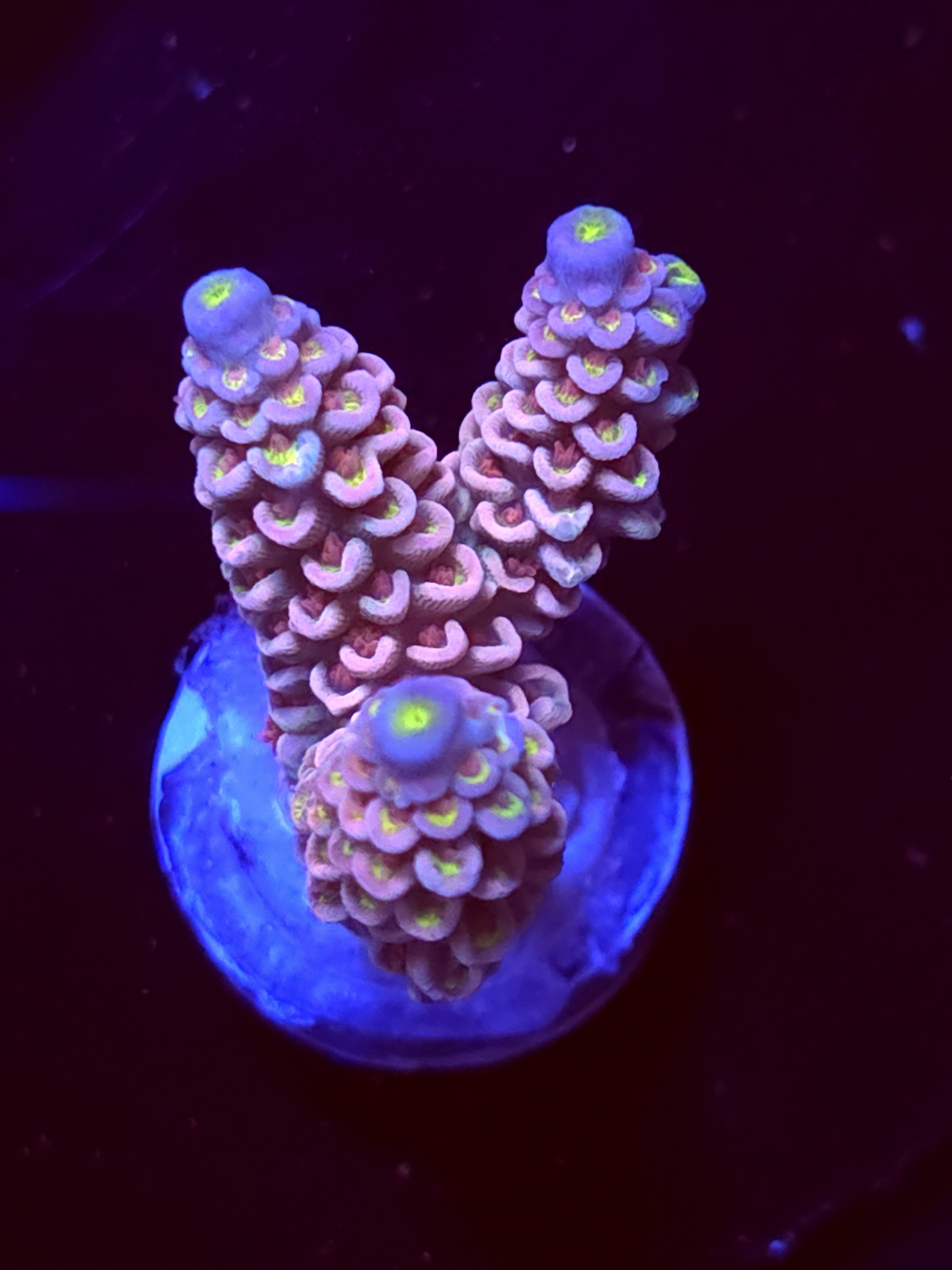 SBB "Ice Dragon" Acro Medium 3 Branch