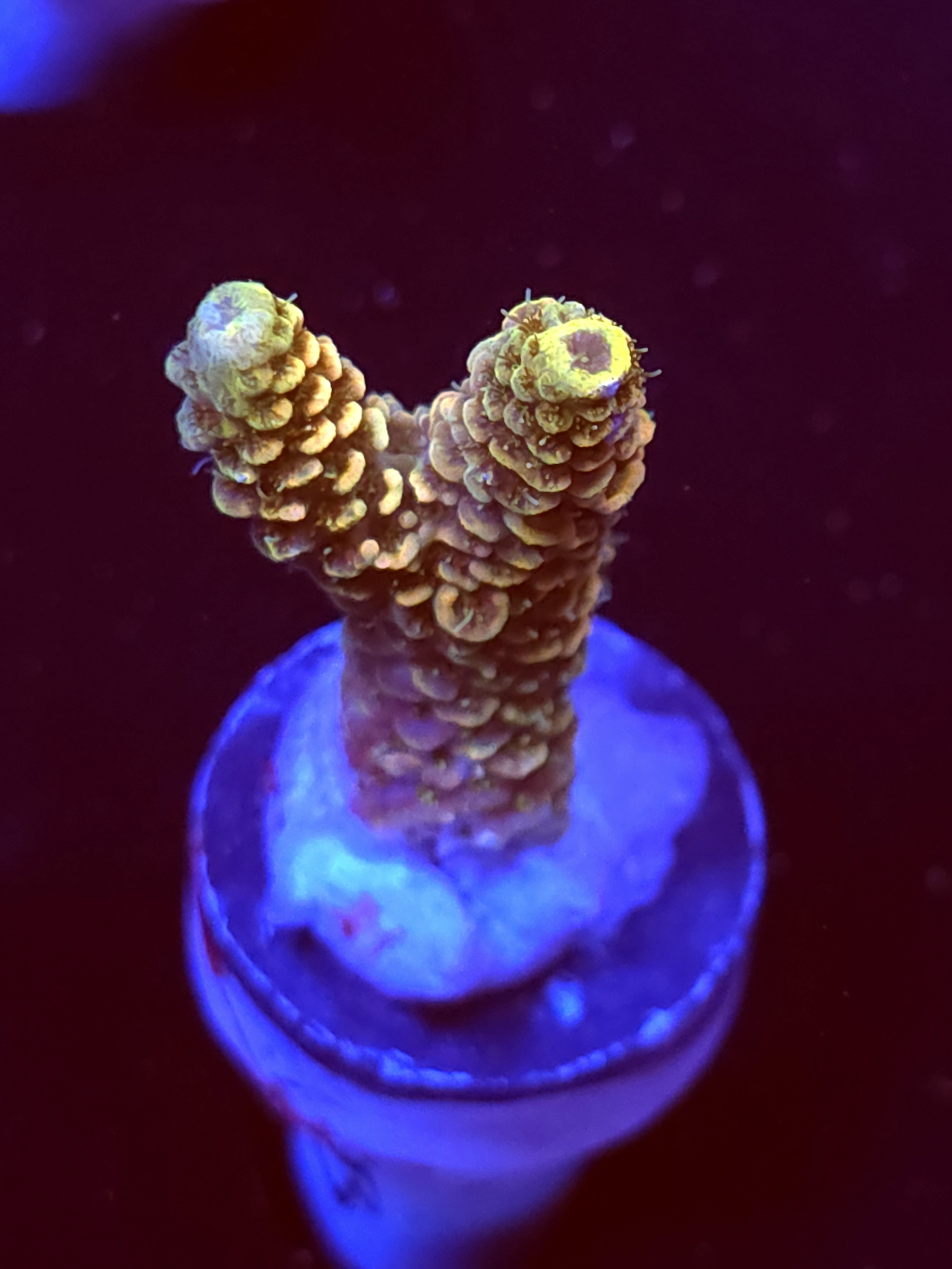 SBB "Sweet Static" Acro Medium 2 Branch