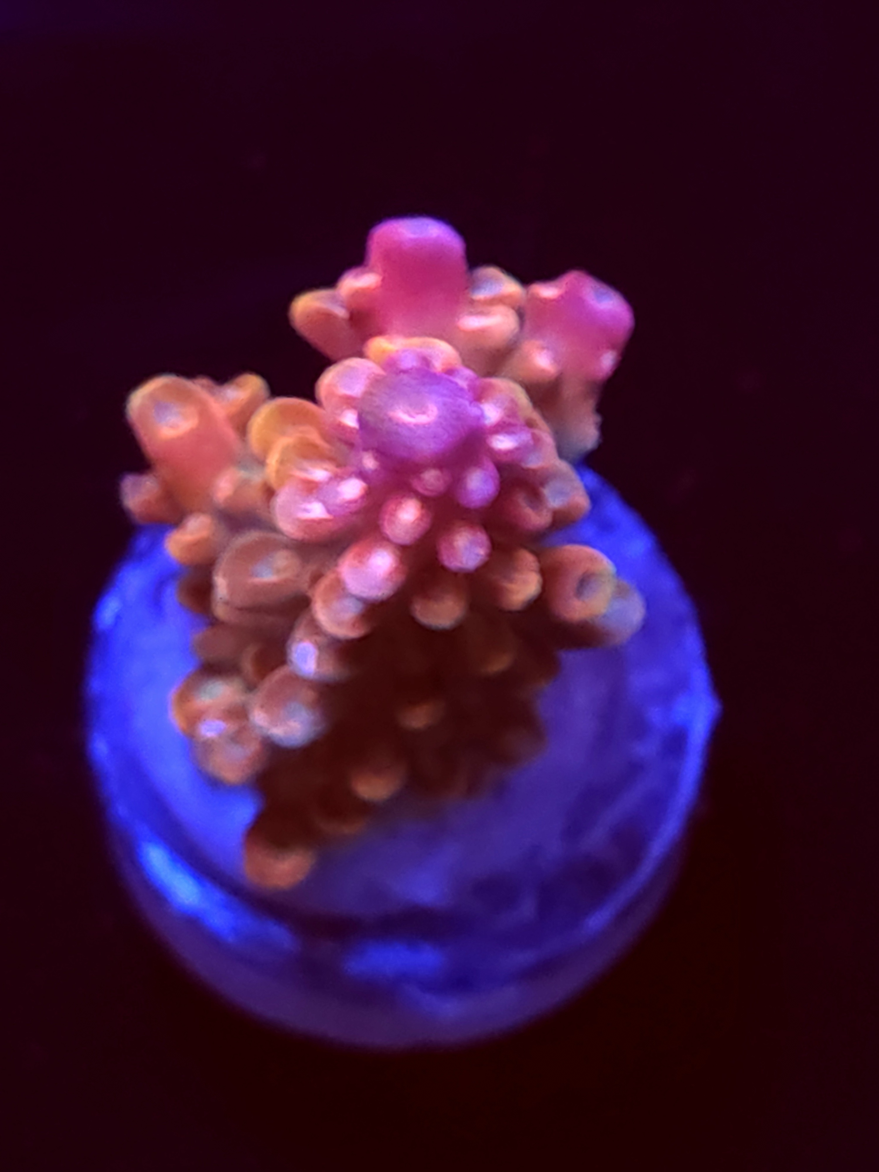 SBB "Mystery Signature" Acro Medium Branch