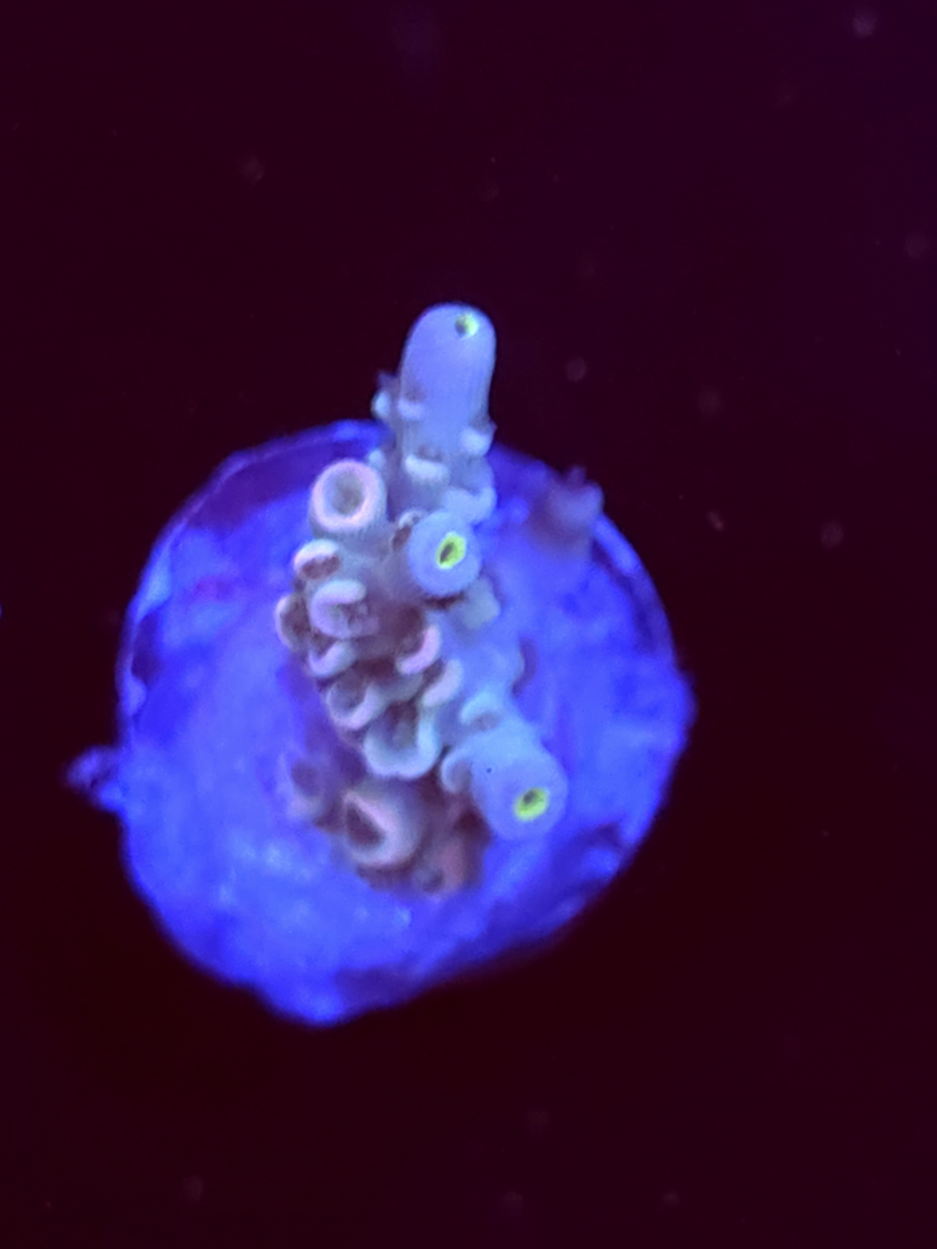 SBB "Vanilla Sky" Acro Small Multibranch