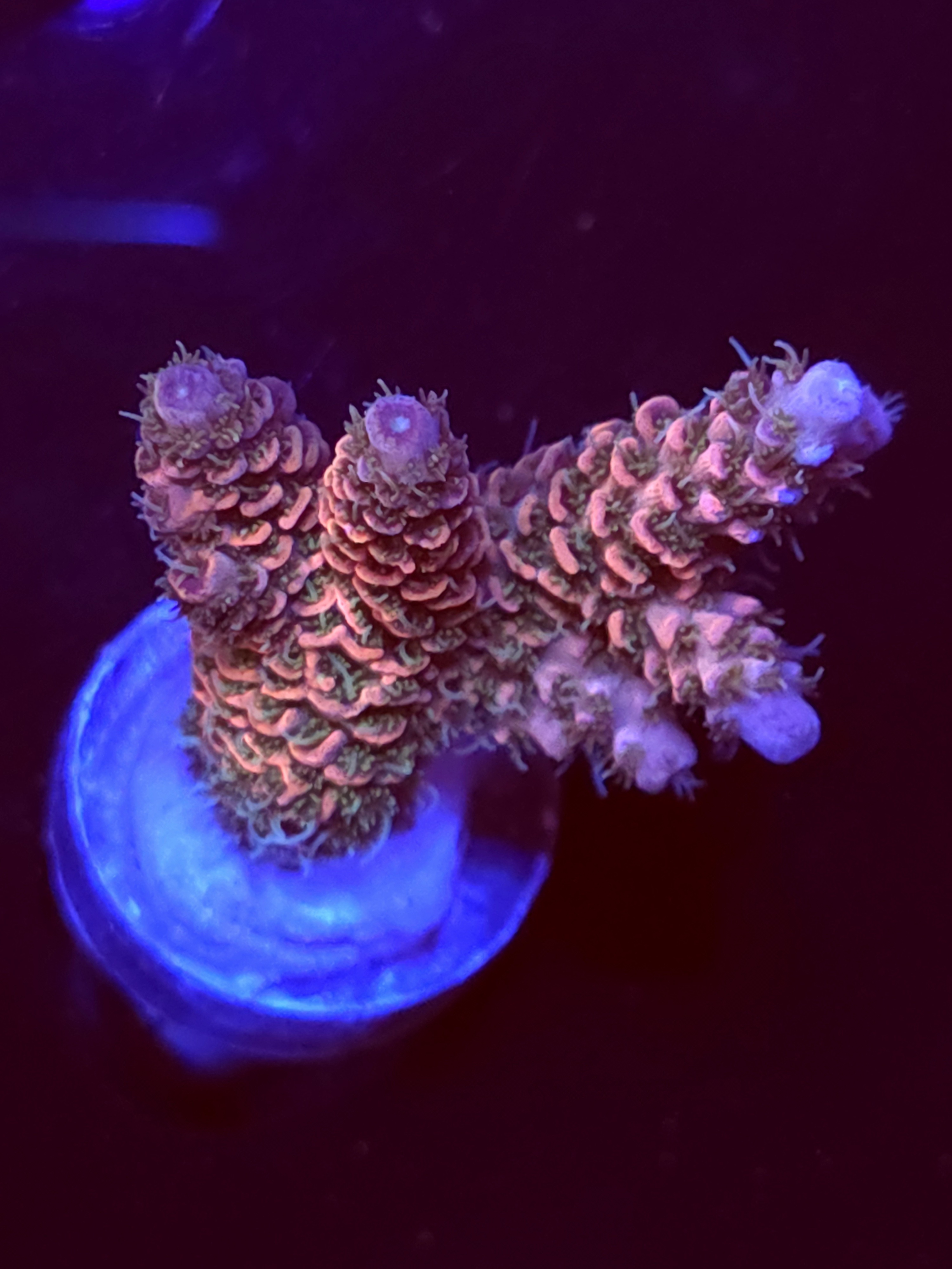 SBB "Chaos Coral" Acro Medium 2 Branch