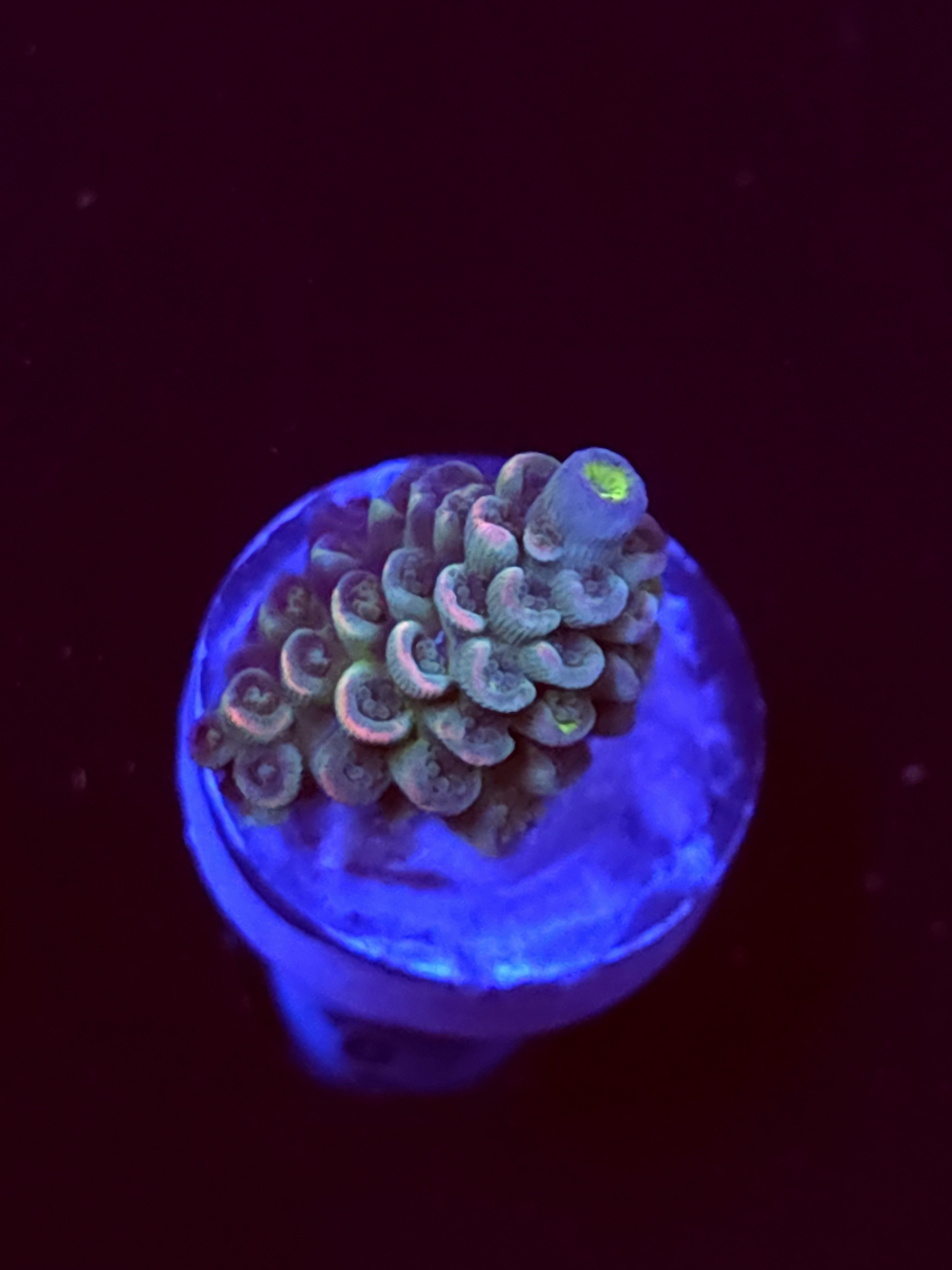 SBB "Color Burst" Acro Small Branch