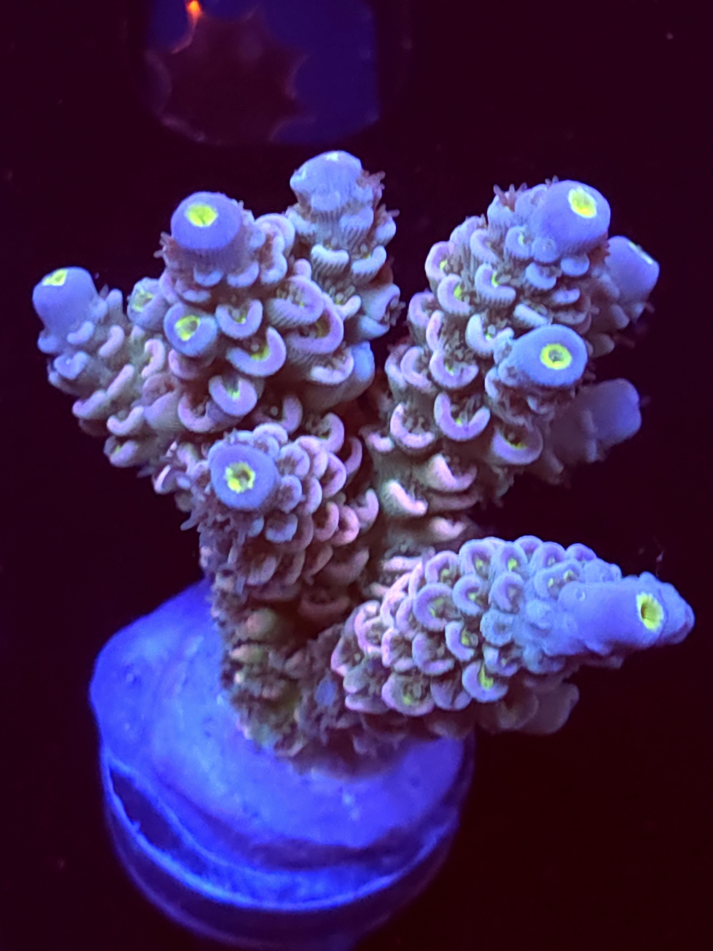 SBB "Color Burst" Acro Large Multibranch