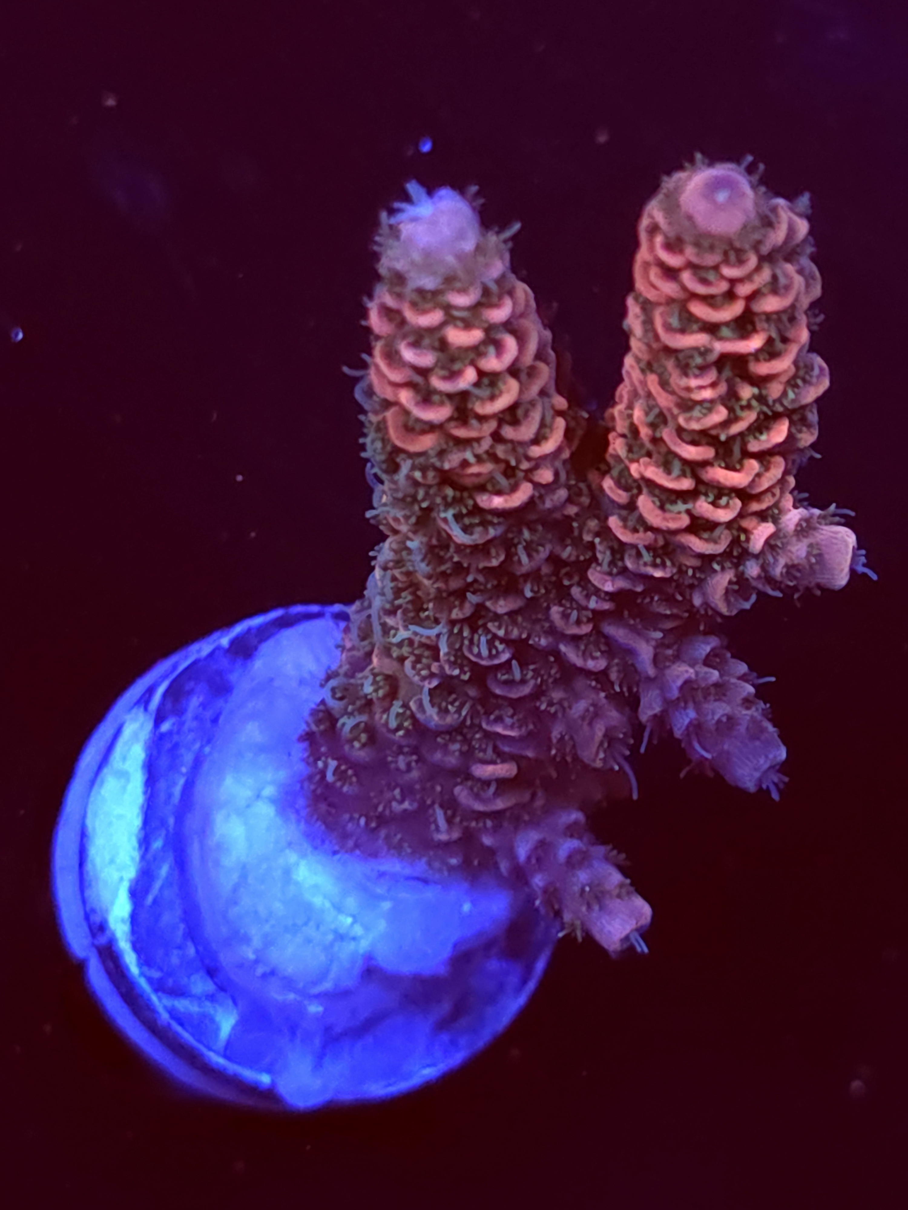 SBB "Mystery Signature" Acro Large 2 Branch