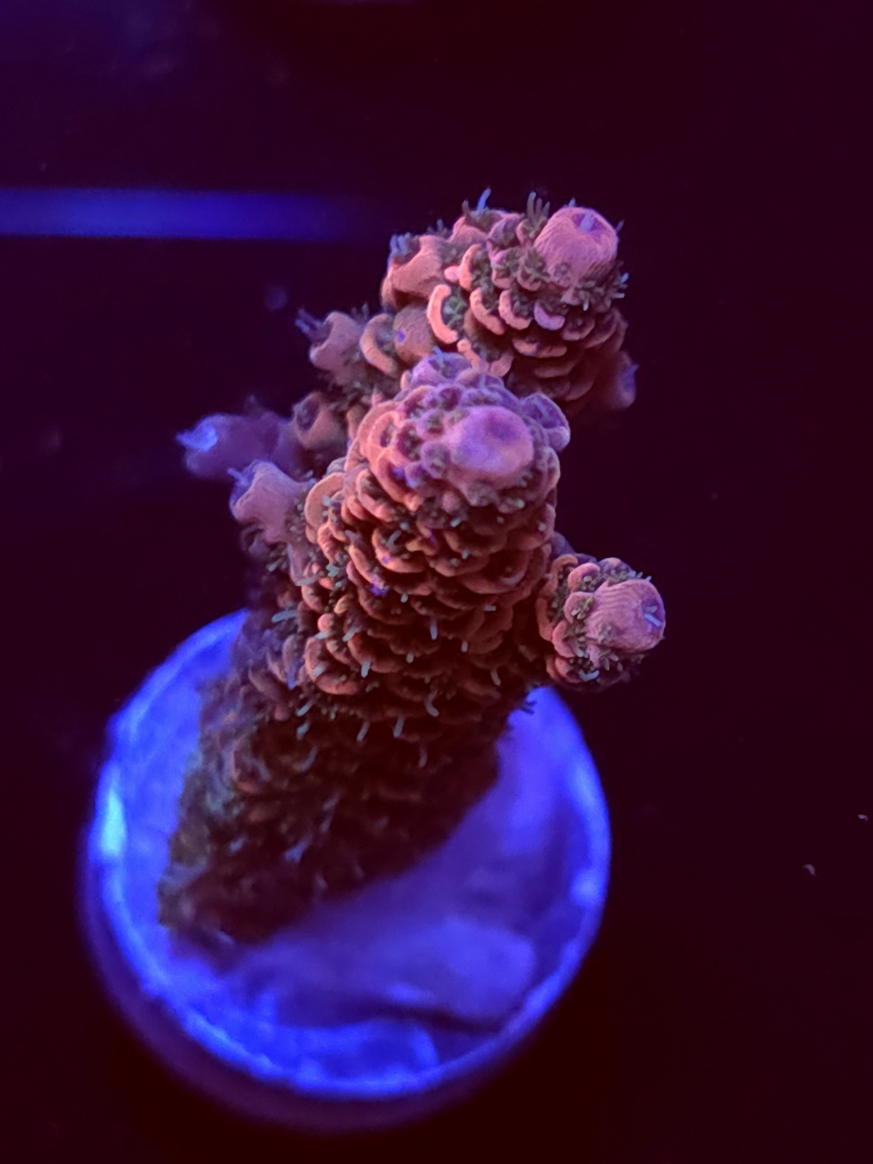 SBB "Chaos Coral" Acro Large 2 Branch