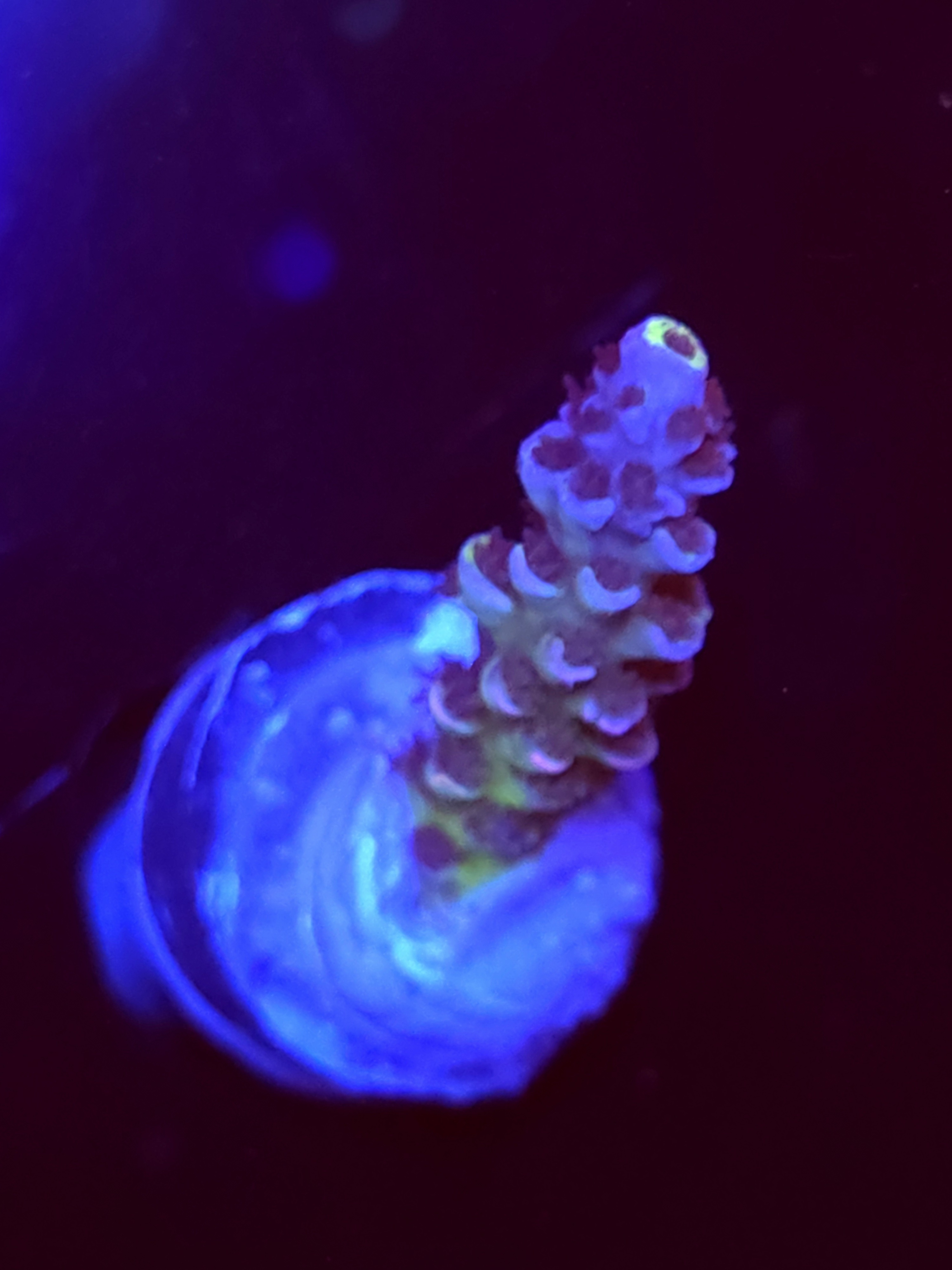 SBB "Pure Aqua" Acro Medium Branch