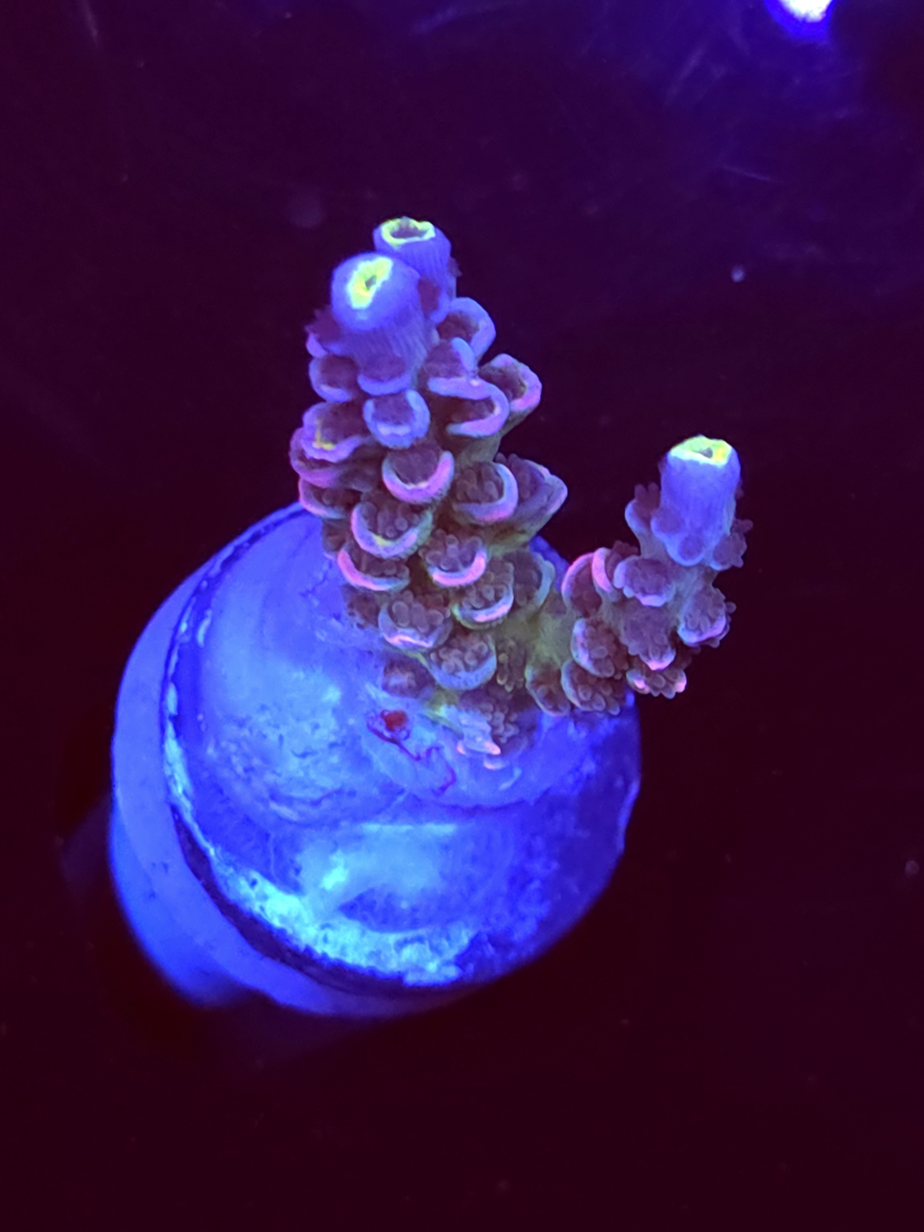 SBB "Pure Aqua" Acro Medium 2 Branch