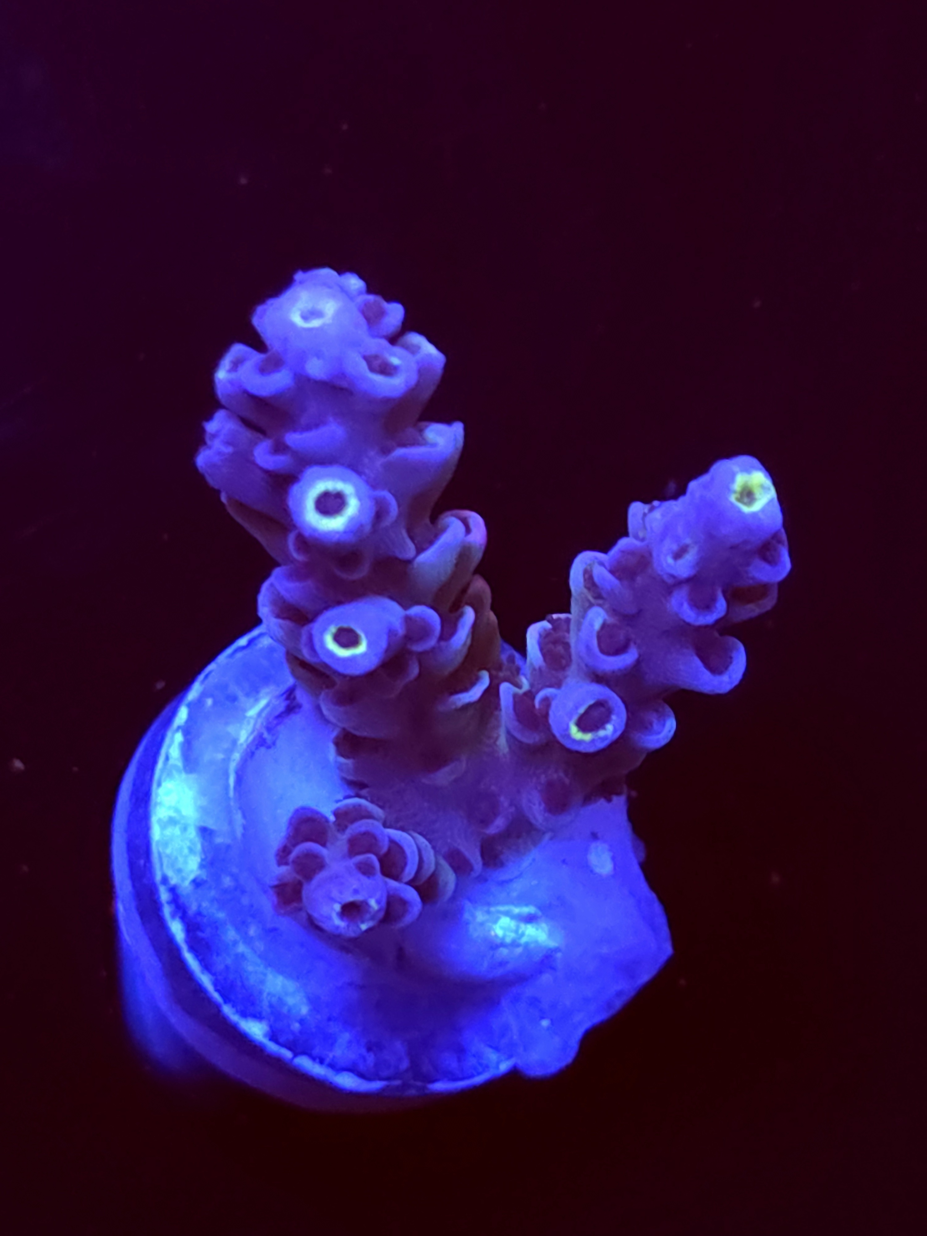 SBB "Pure Aqua" Acro Medium 3 Branch