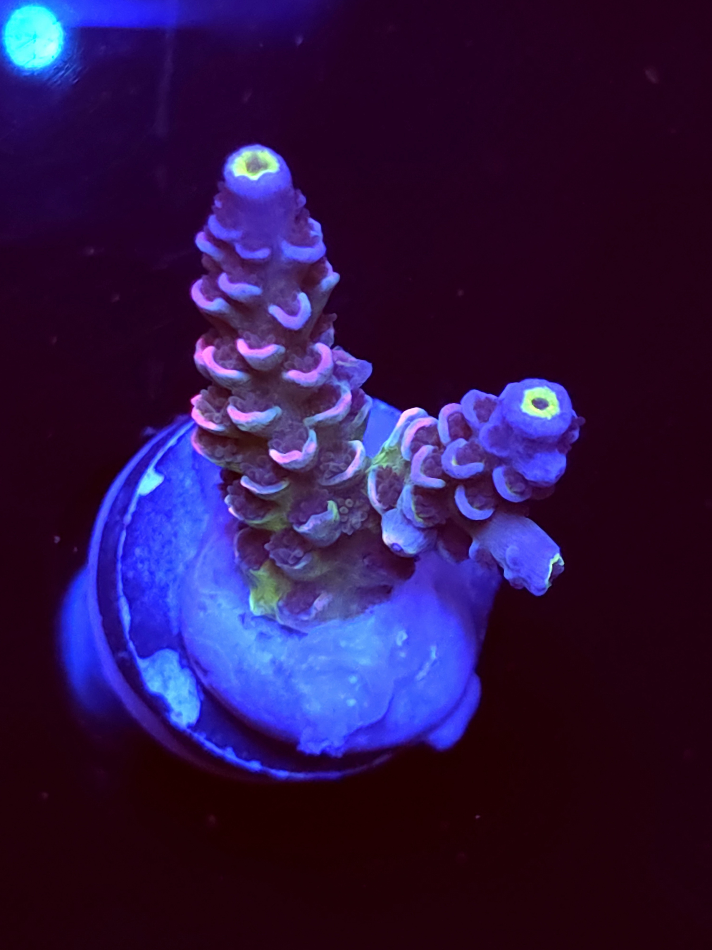 SBB "Pure Aqua" Acro Medium 2 Branch