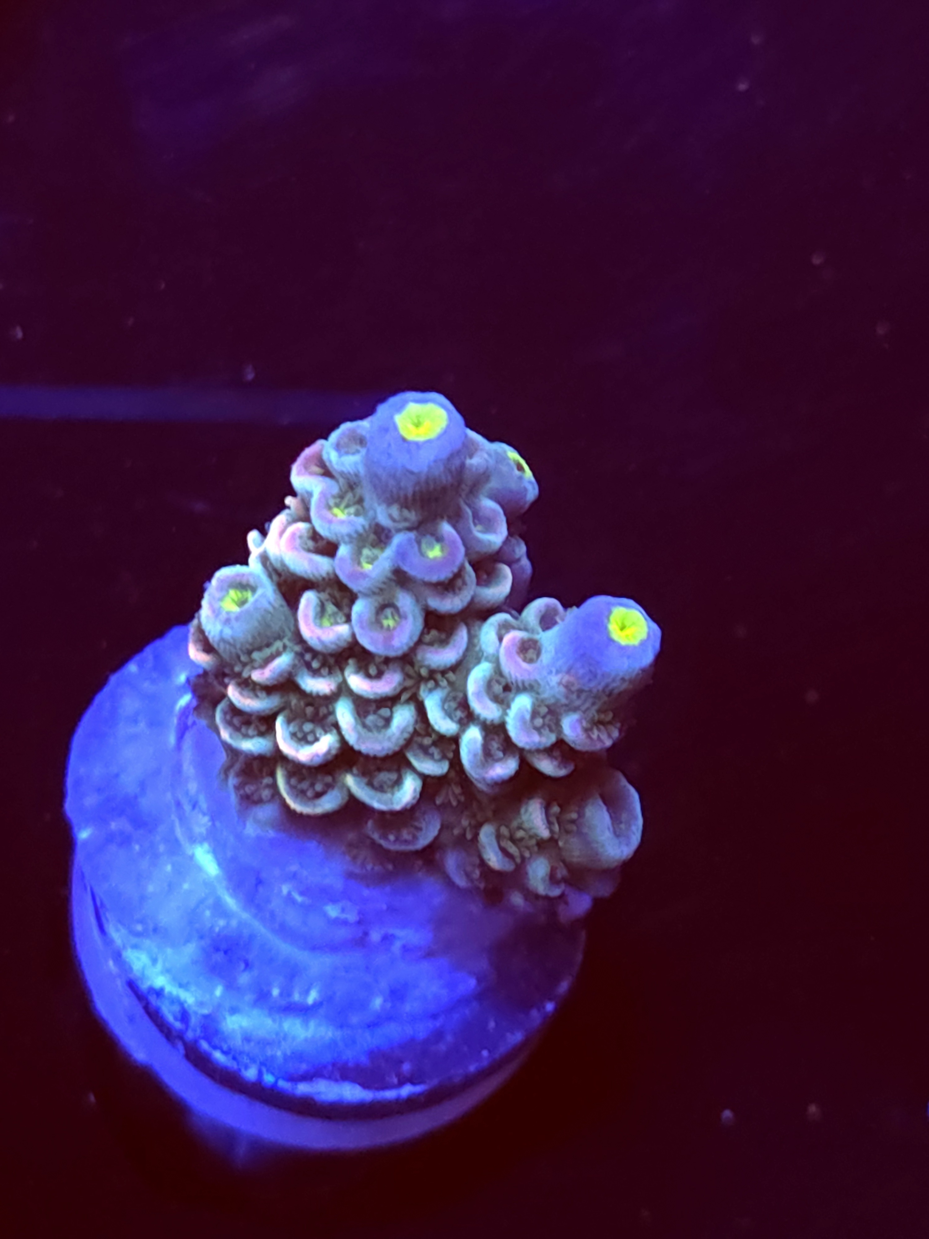 SBB "Color Burst" Acro Medium Branch