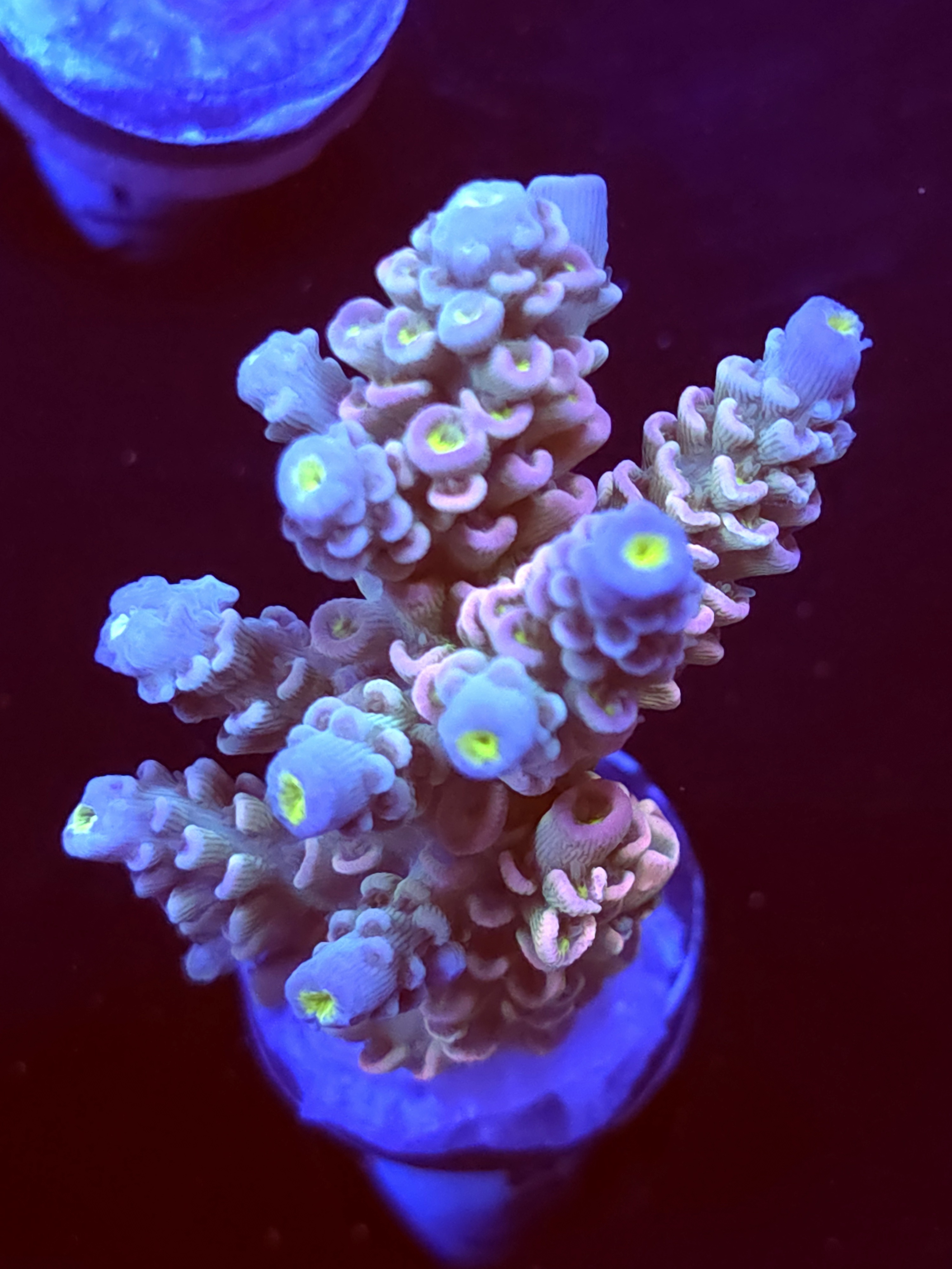 SBB "Color Burst" Acro Large Multibranch