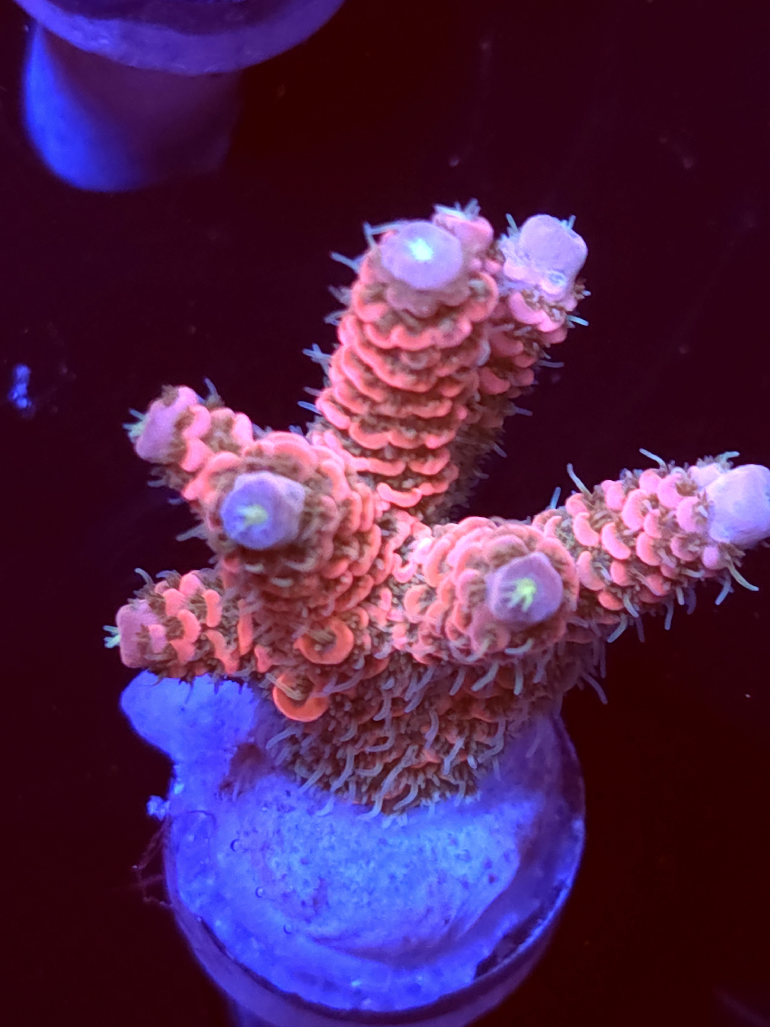 SBB "Fire Fly" Acro Medium Multibranch