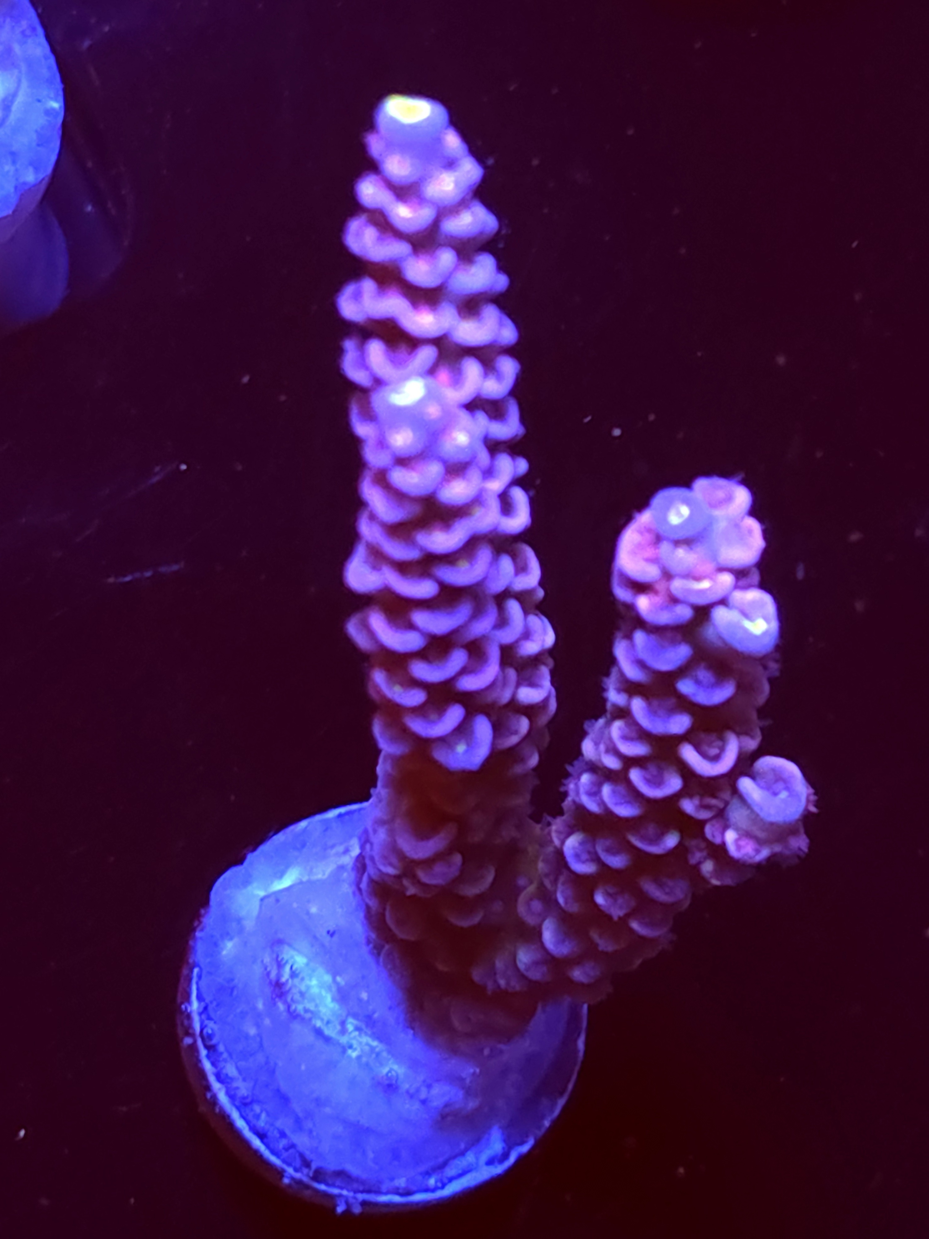 SBB "Mystery Signature" Acro XTall 2 Branch