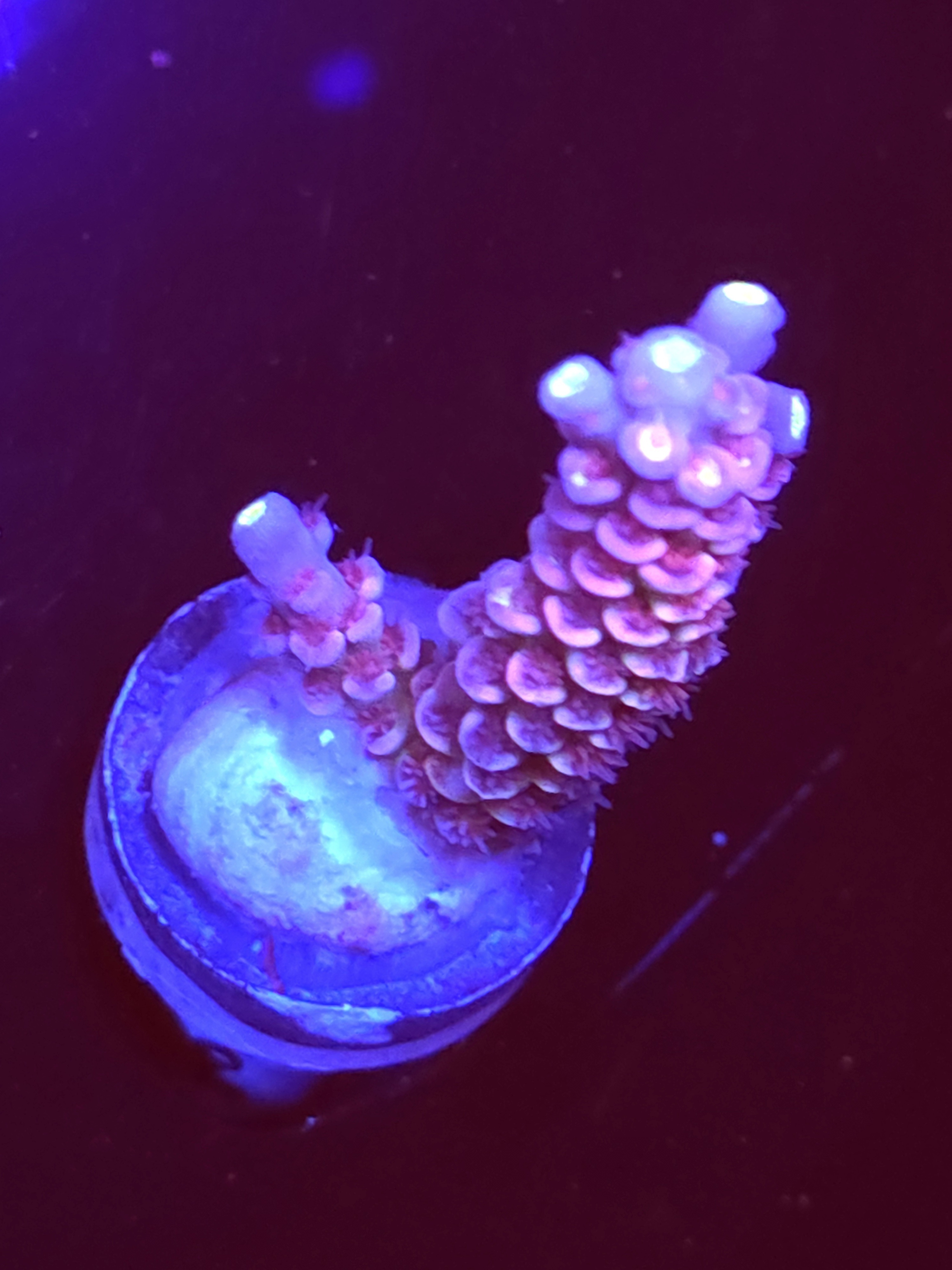 SBB "Solar Sparkle" Acro Medium 2 Branch