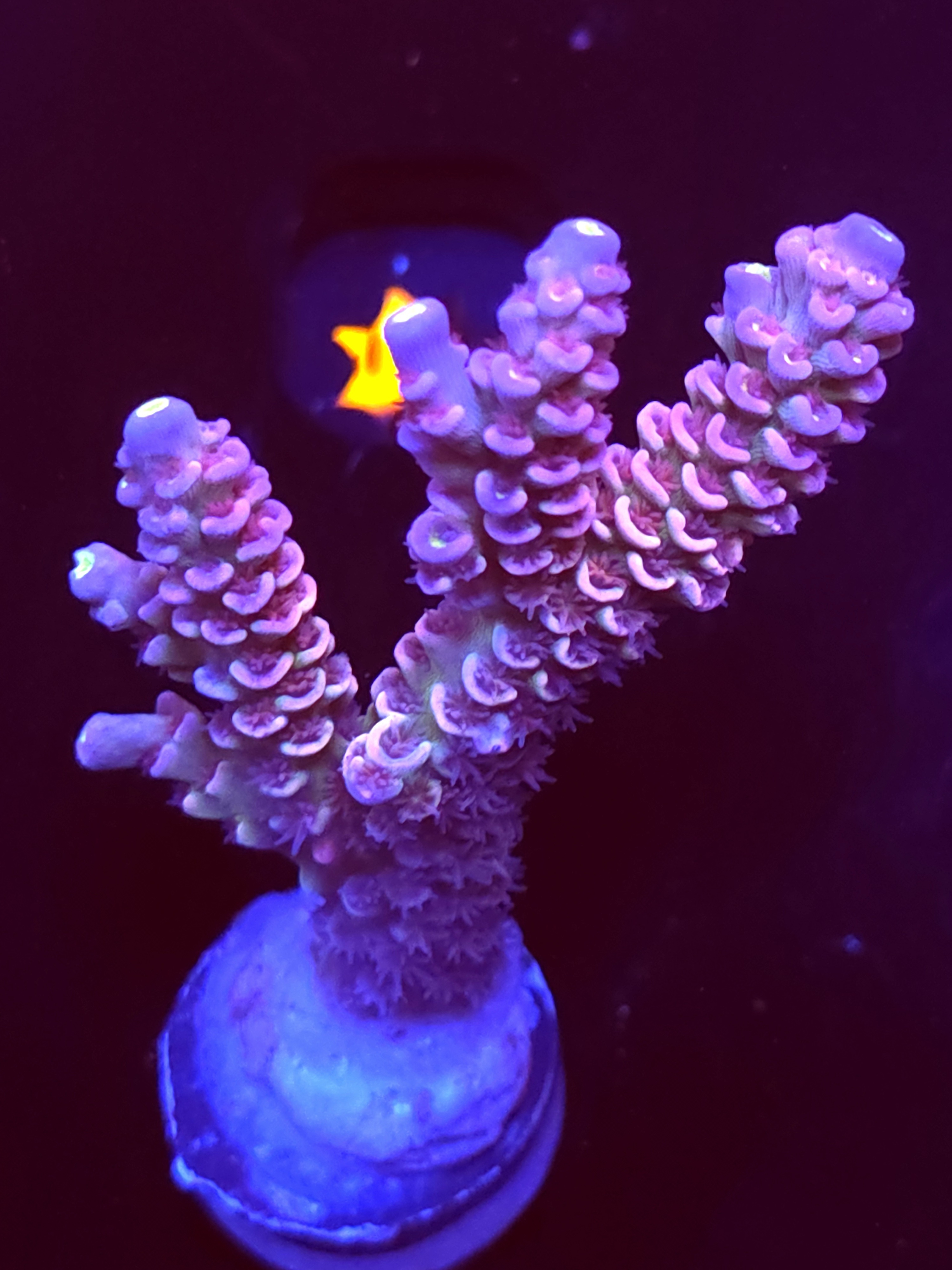 SBB "Solar Sparkle" Acro XTall 3 Branch