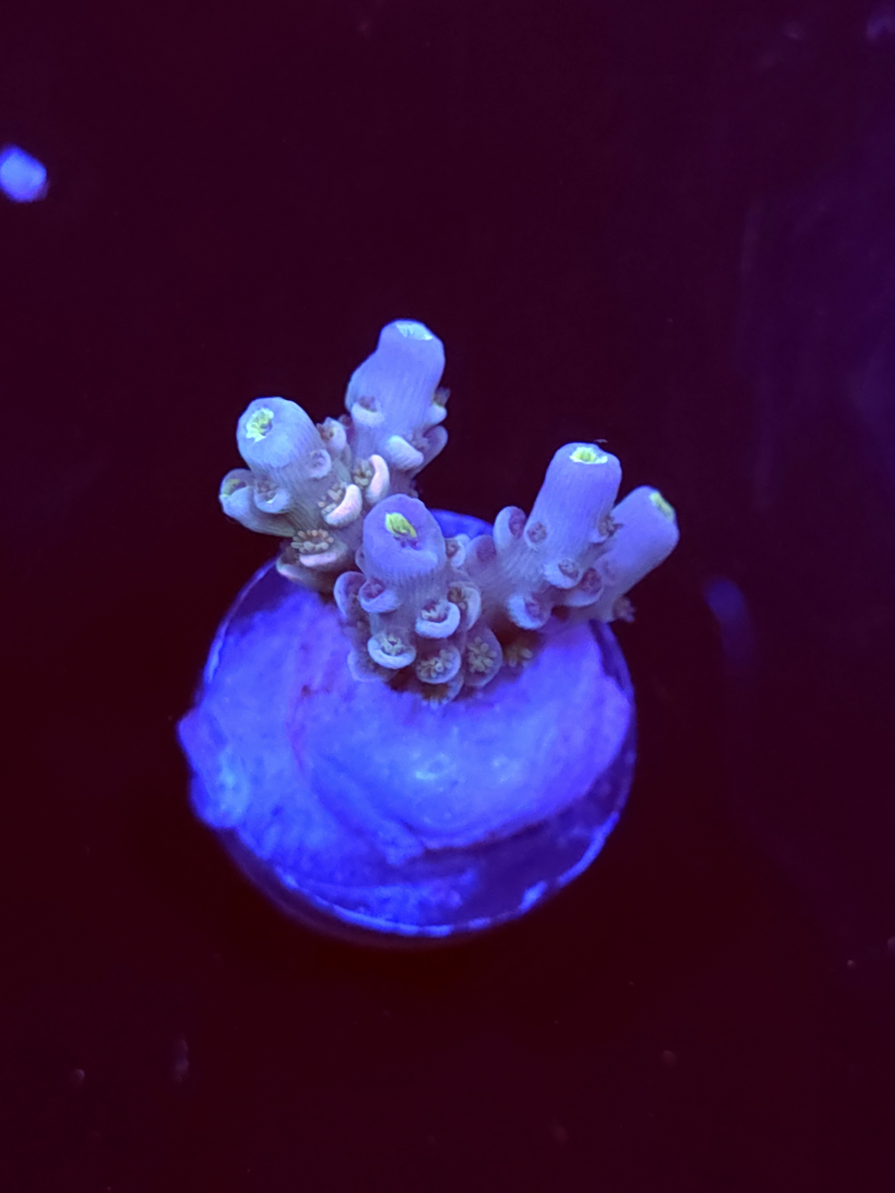 SBB "Crystal Crown" Acro Small Multibranch