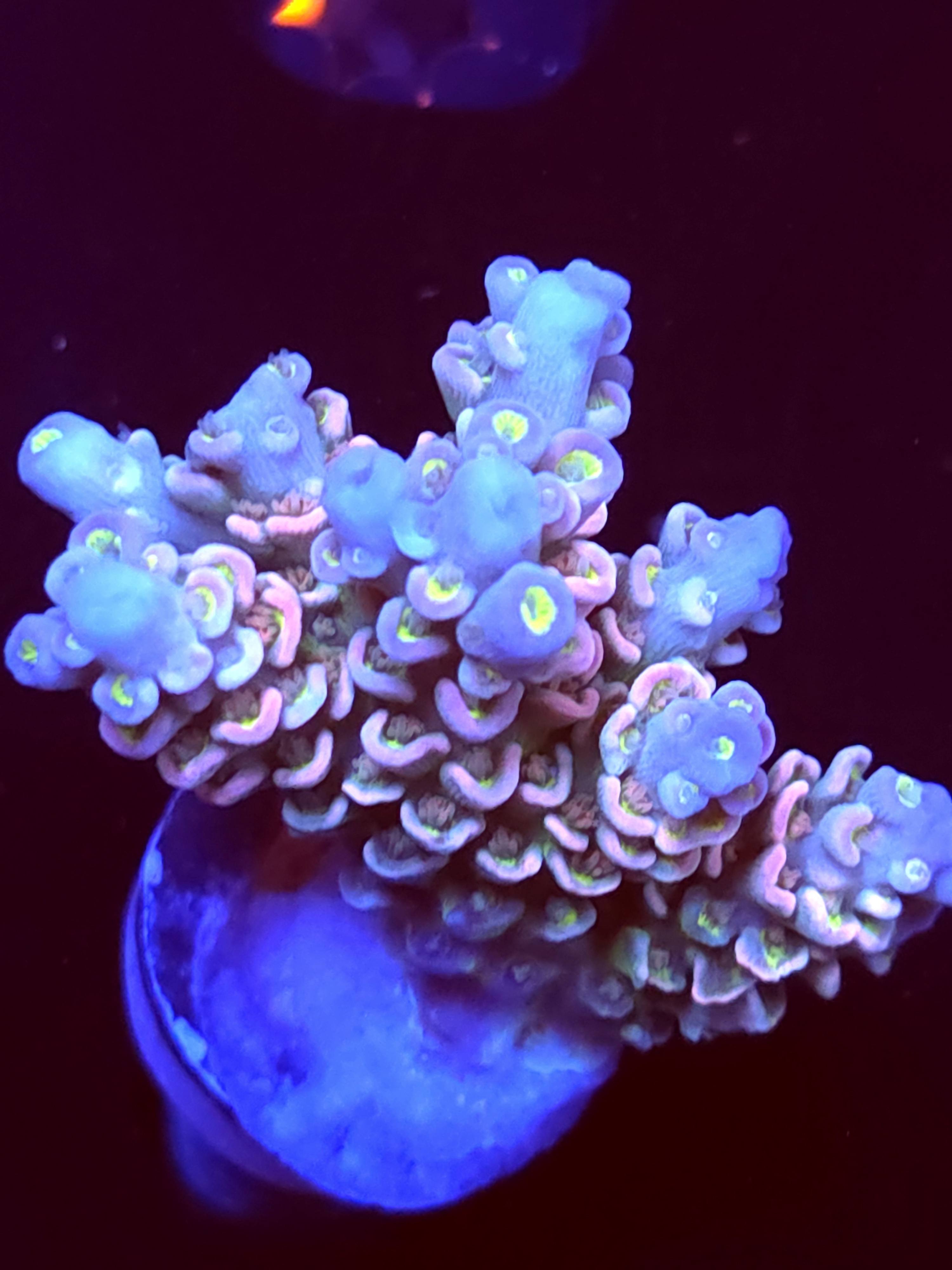 SBB "Crystal Crown" Acro Large Multibranch