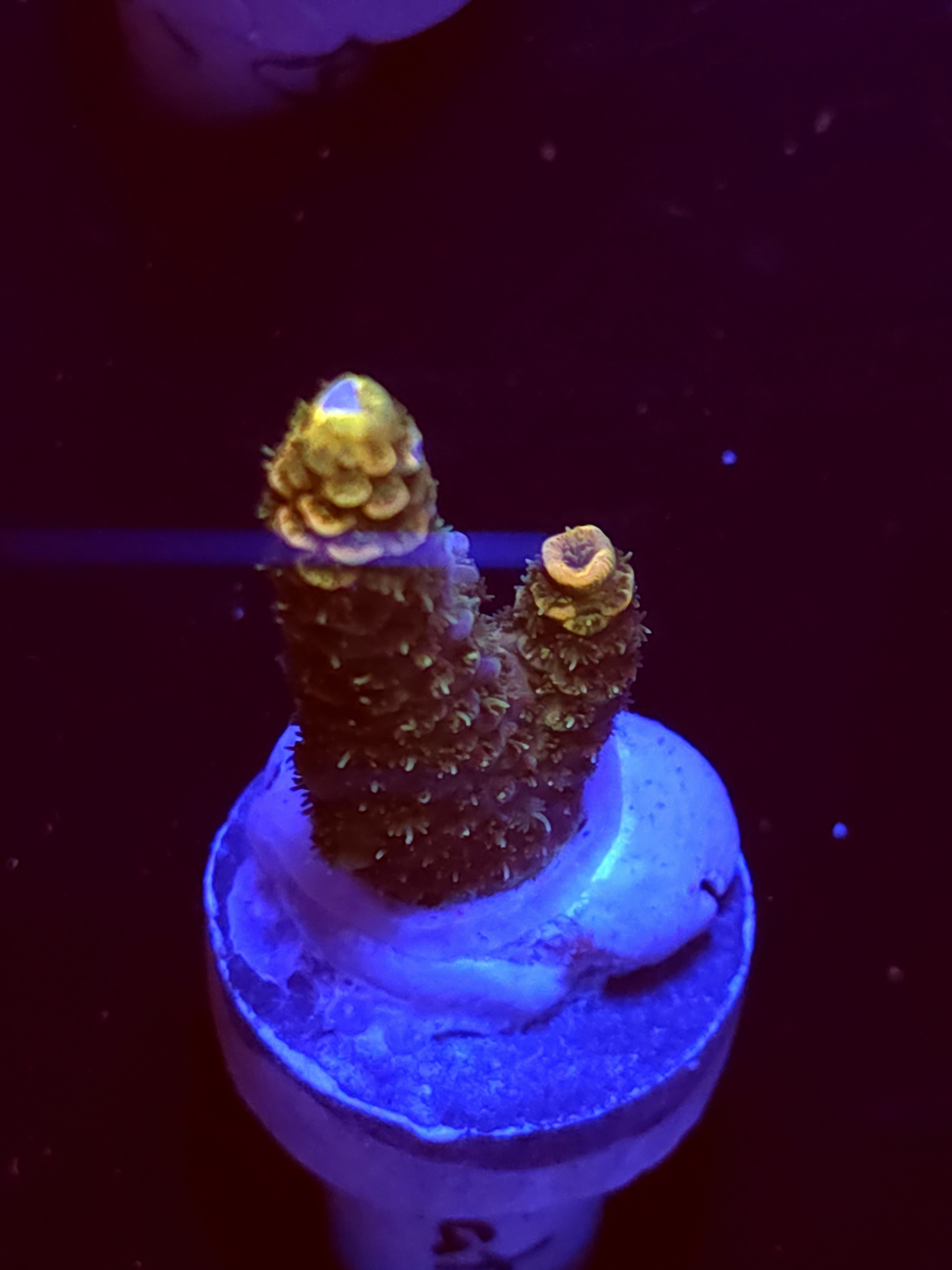 SBB "Sweet Static" Acro Medium 2 Branch