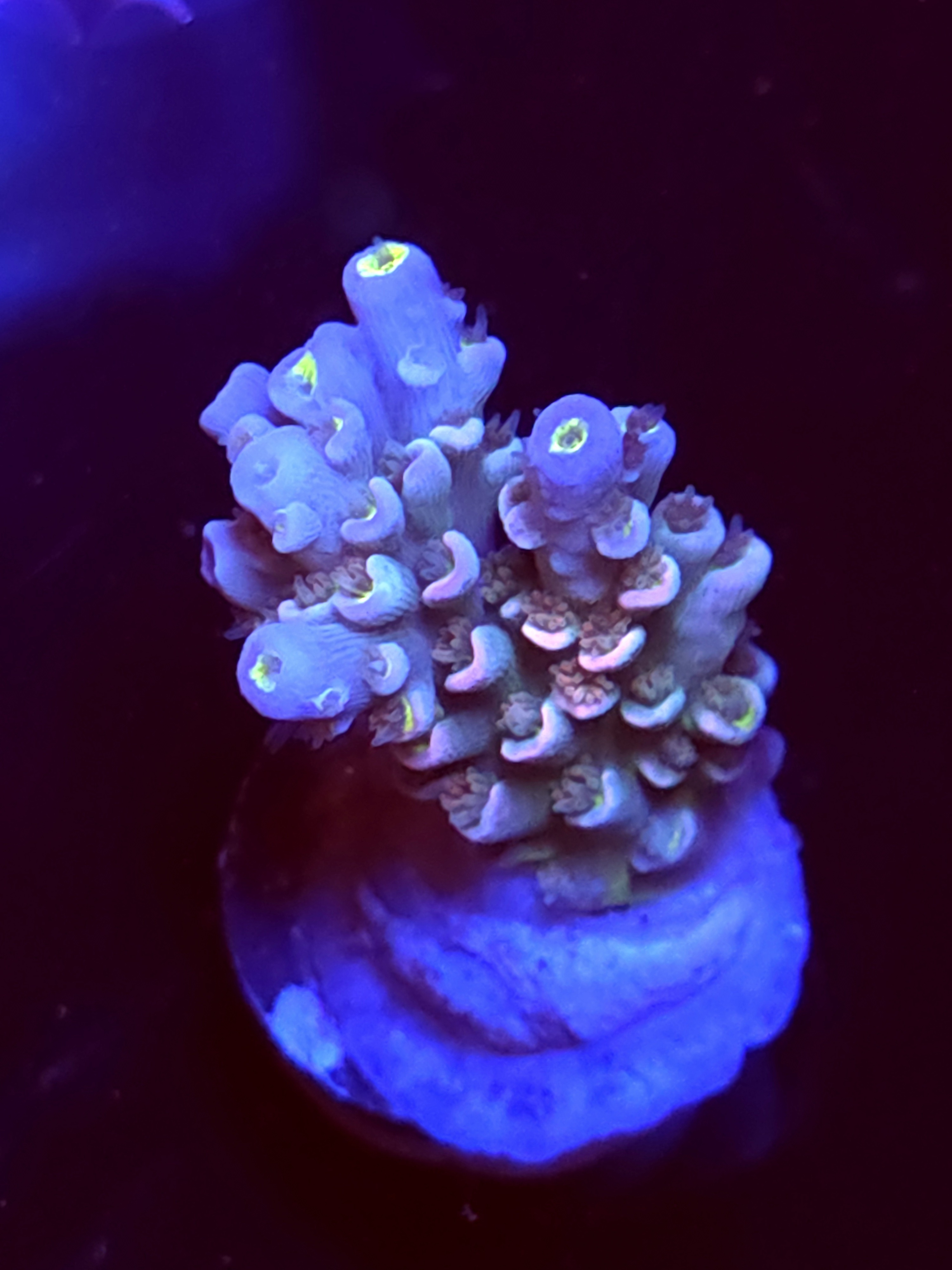 SBB "Mystery Signature" Acro Medium Chunky