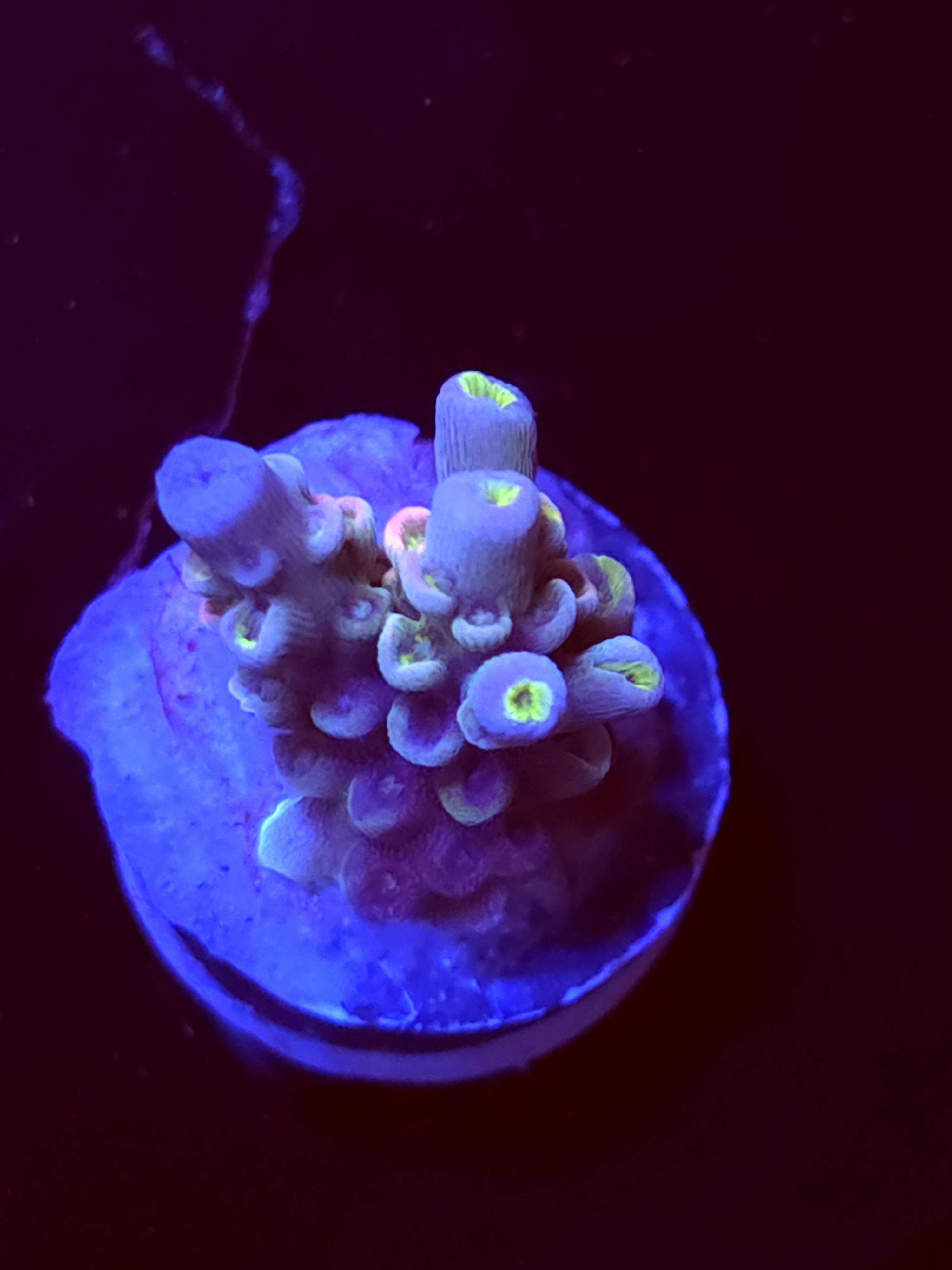 SBB "Crystal Crown" Acro Small Chunky