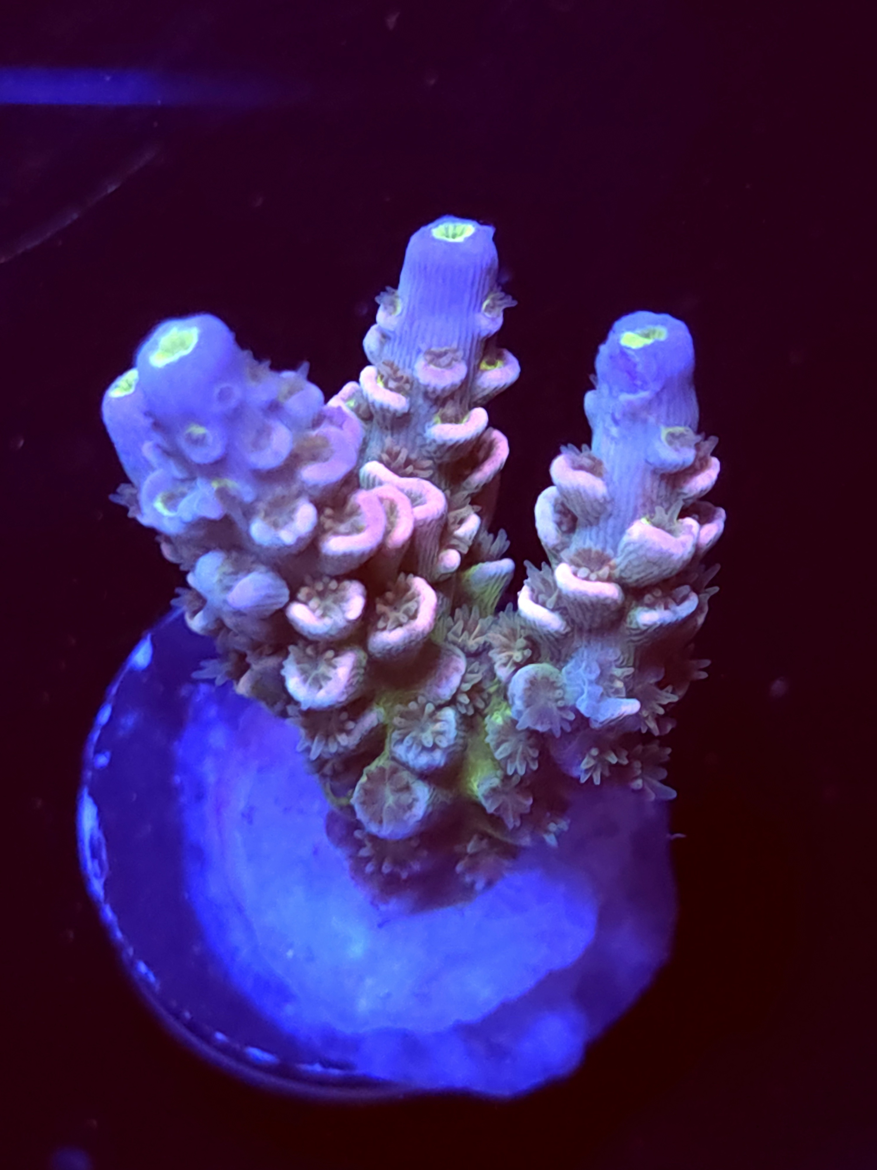 SBB "Crystal Crown" Acro Medium 3+ Branch