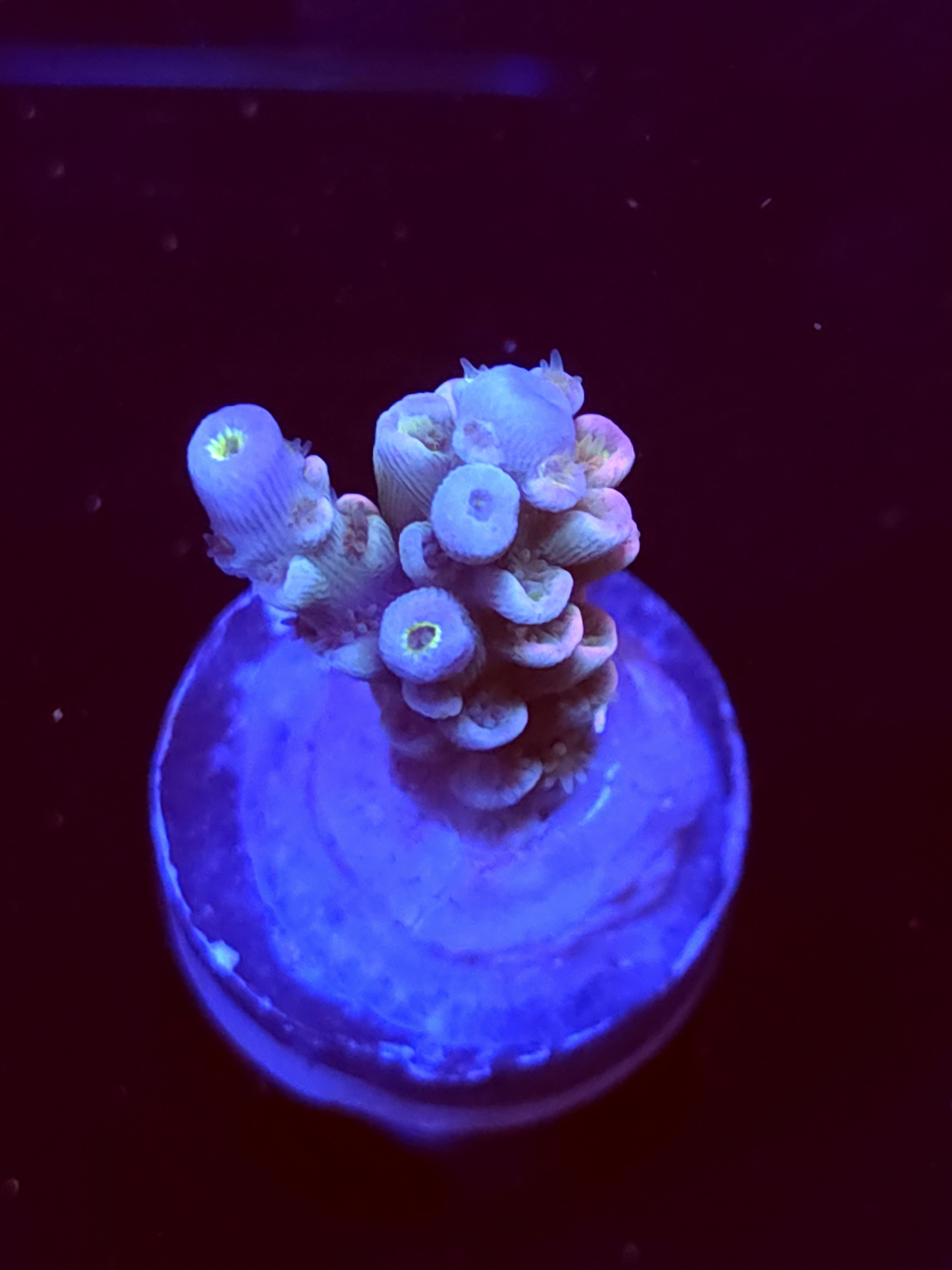 SBB "Crystal Crown" Acro Small Branch