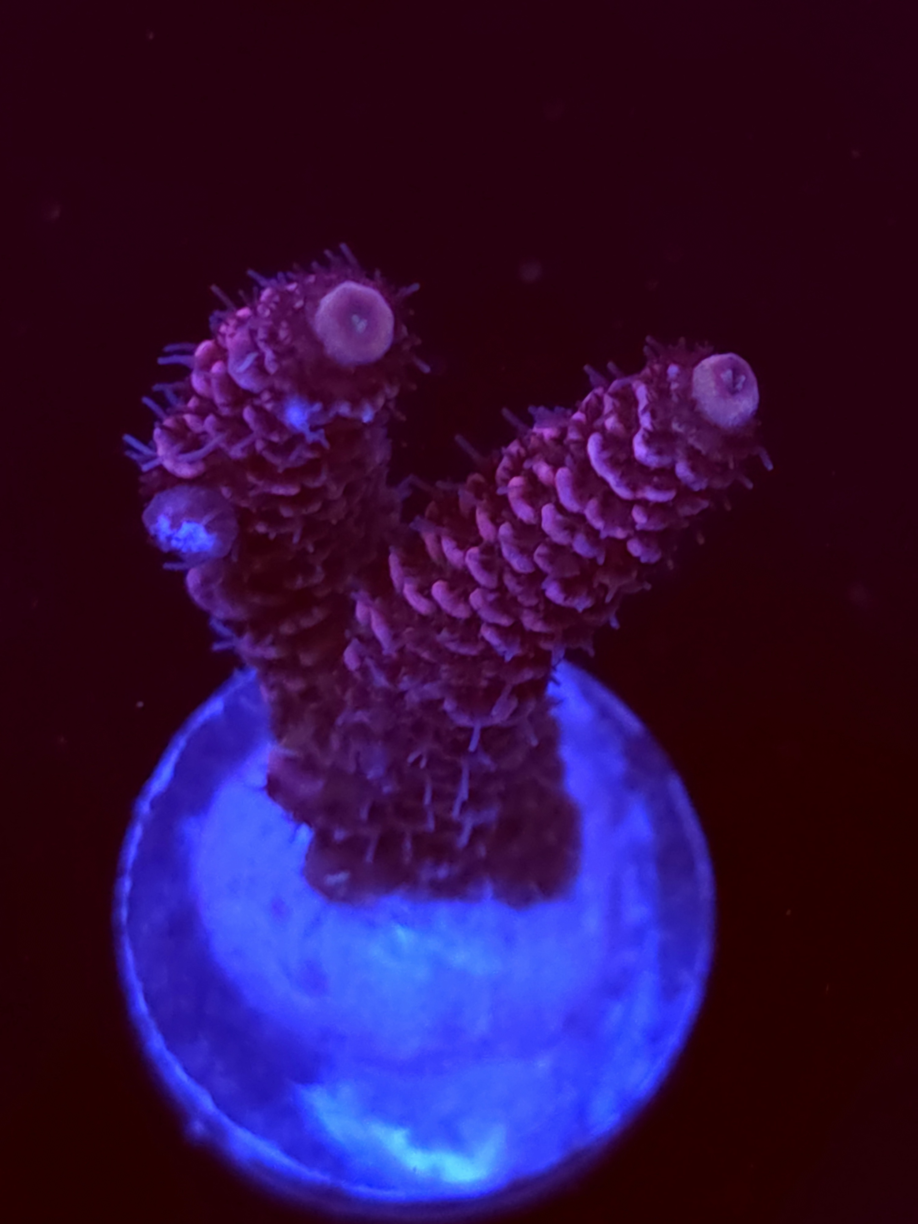 SBB "Rainbow Nector" Acro Medium 2 Branch