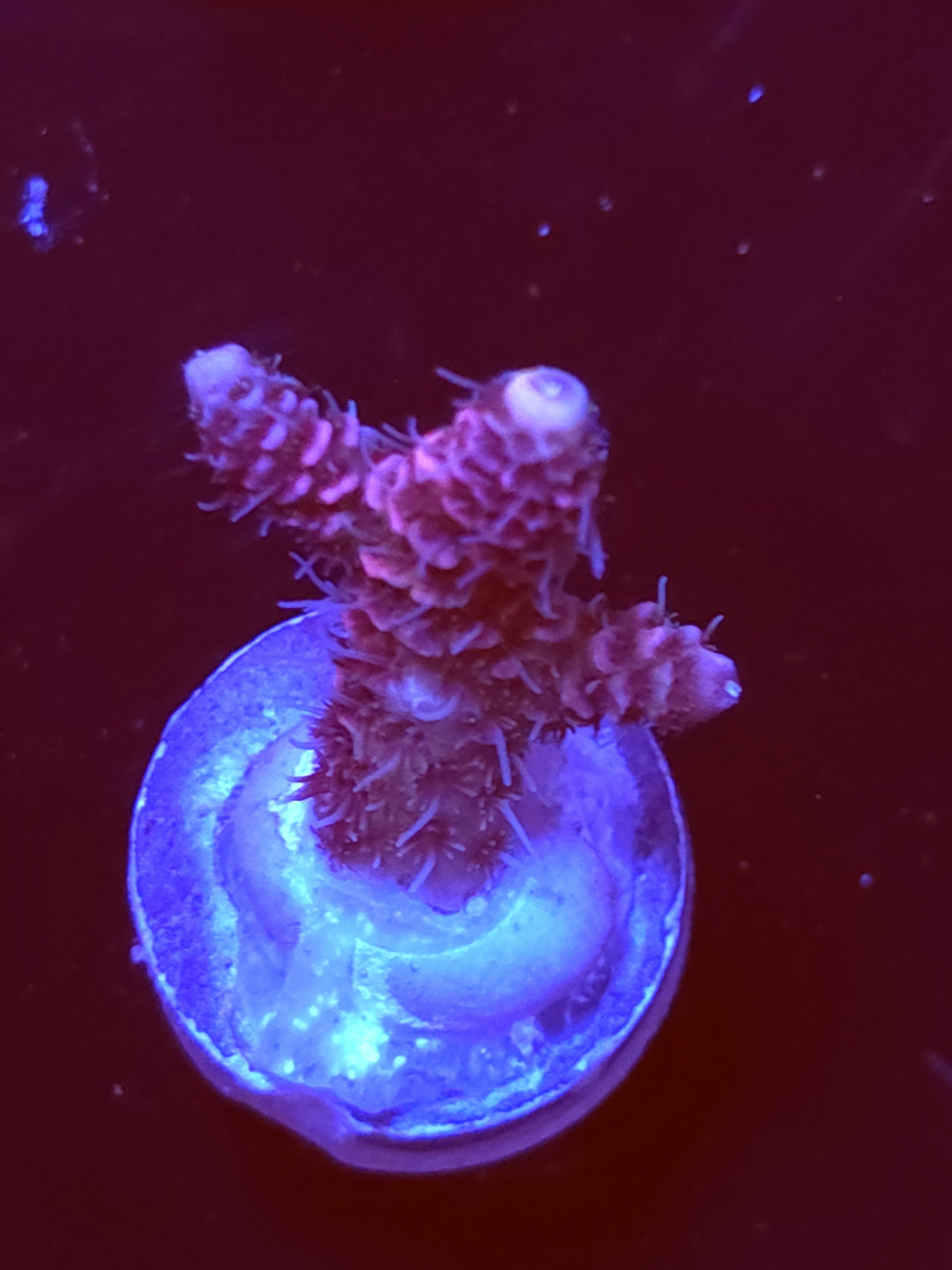 SBB "Rainbow Nector" Acro Medium Cactus