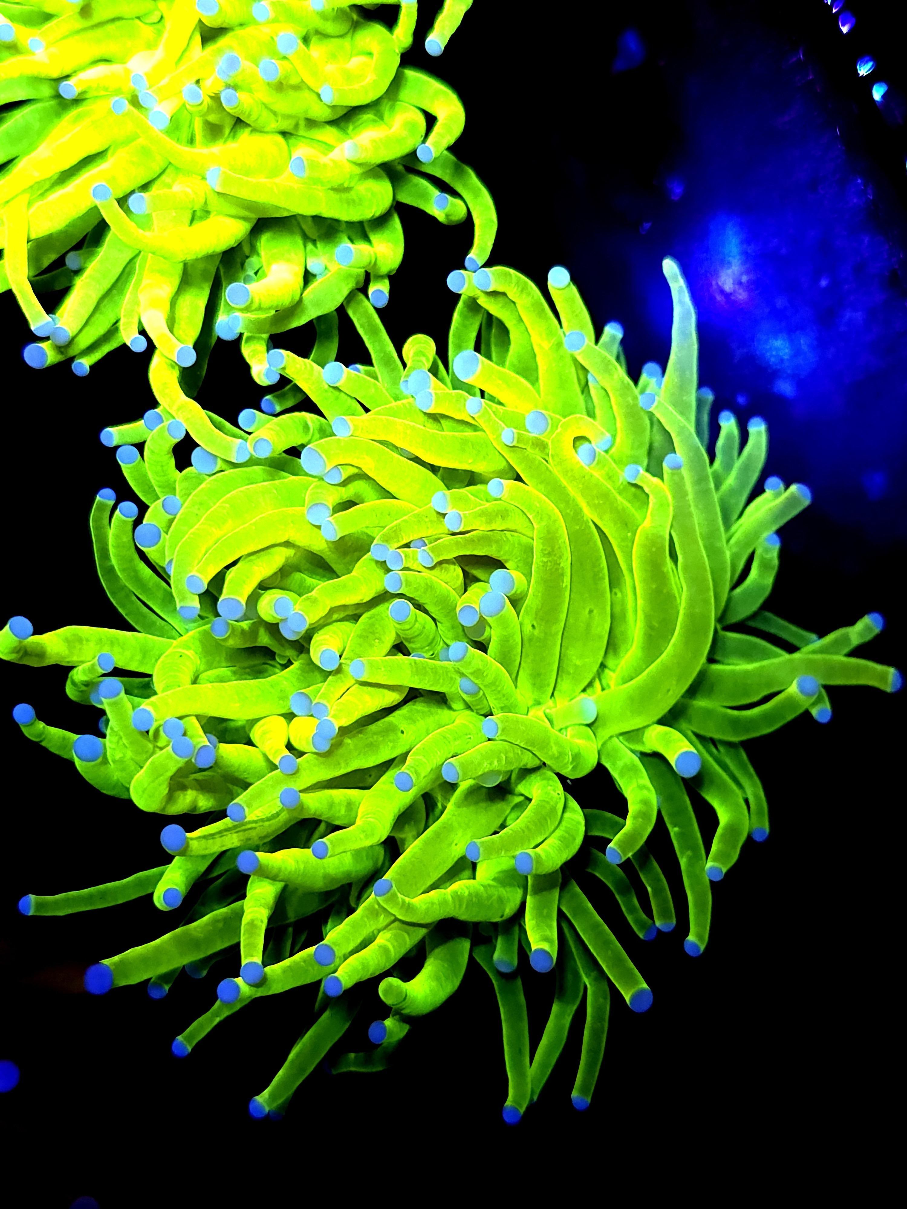 SBB " Bright AF" Holy Grail