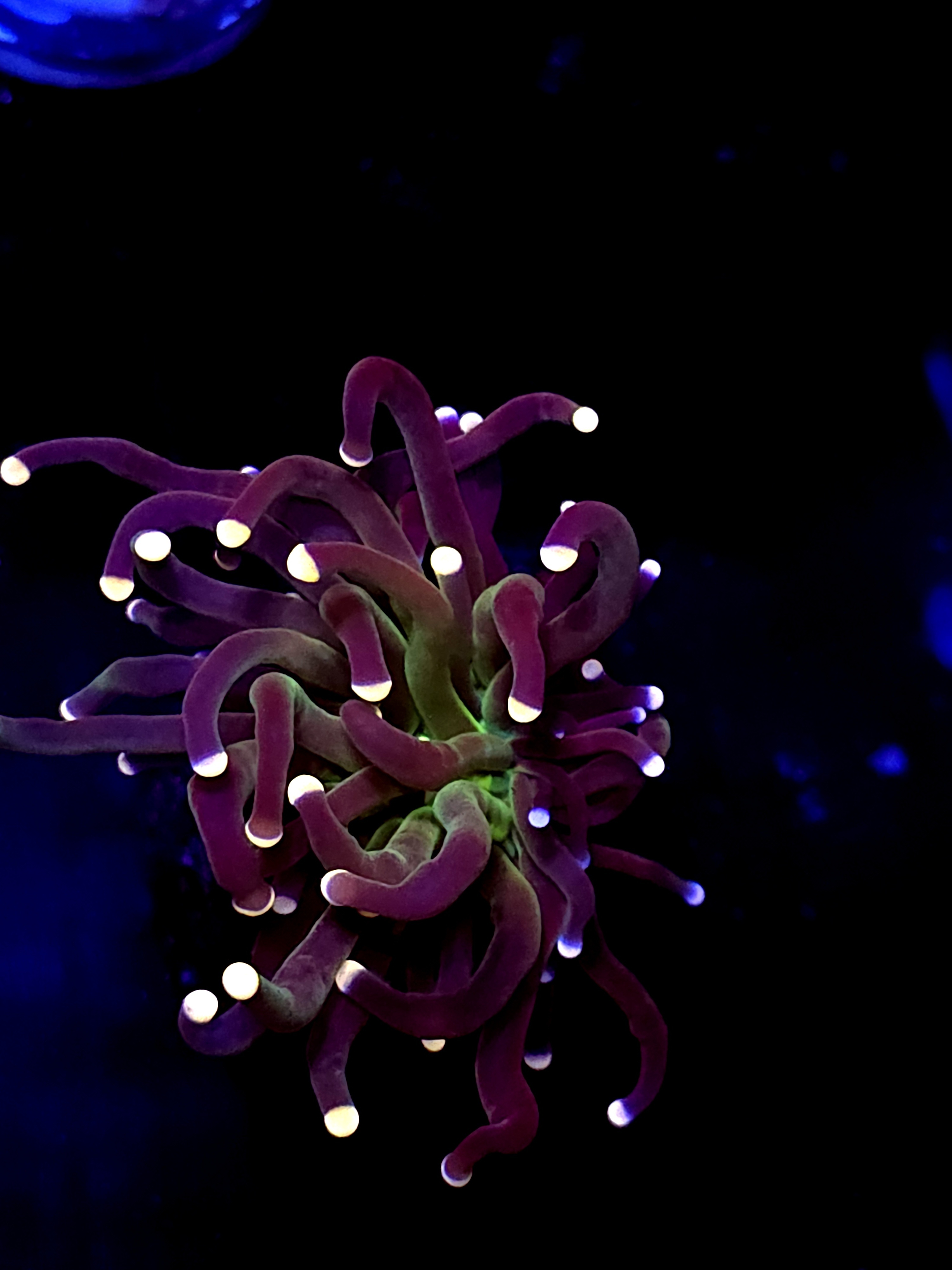 SBB " Black Panther' Torch