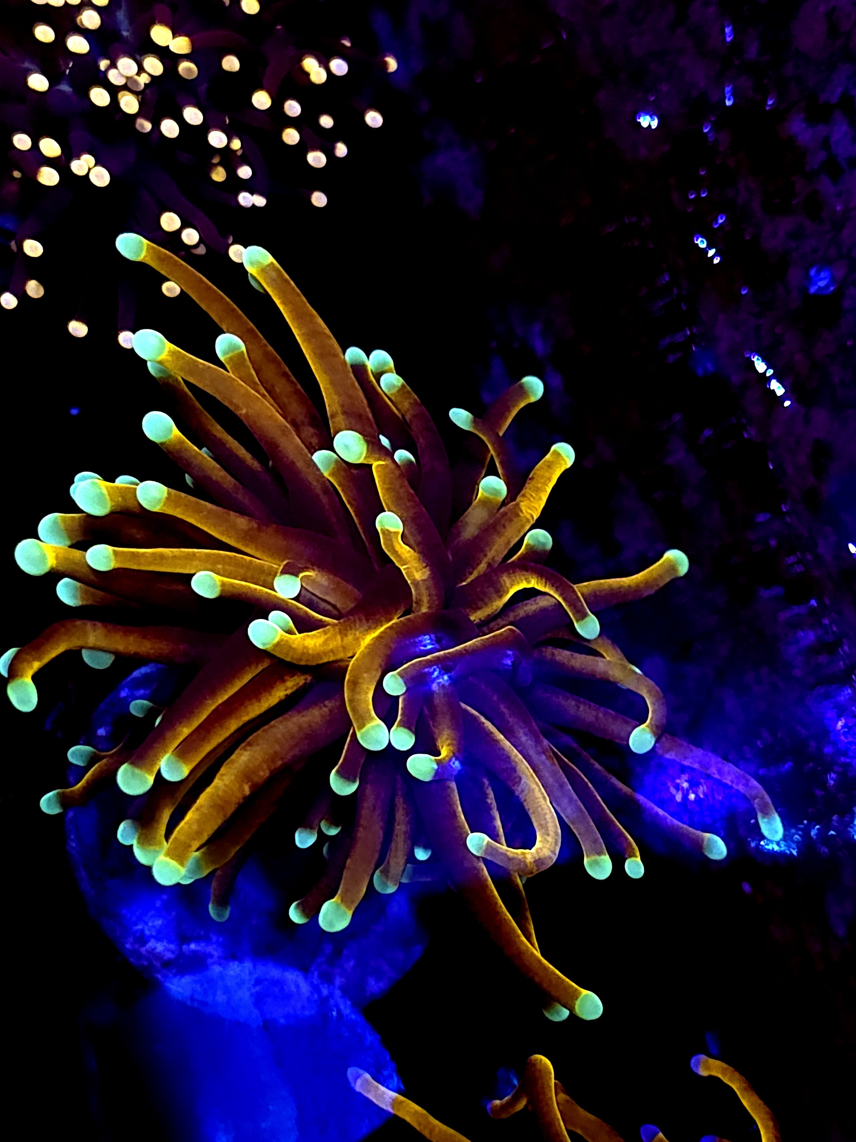 SBB " Dr Strange" Torch