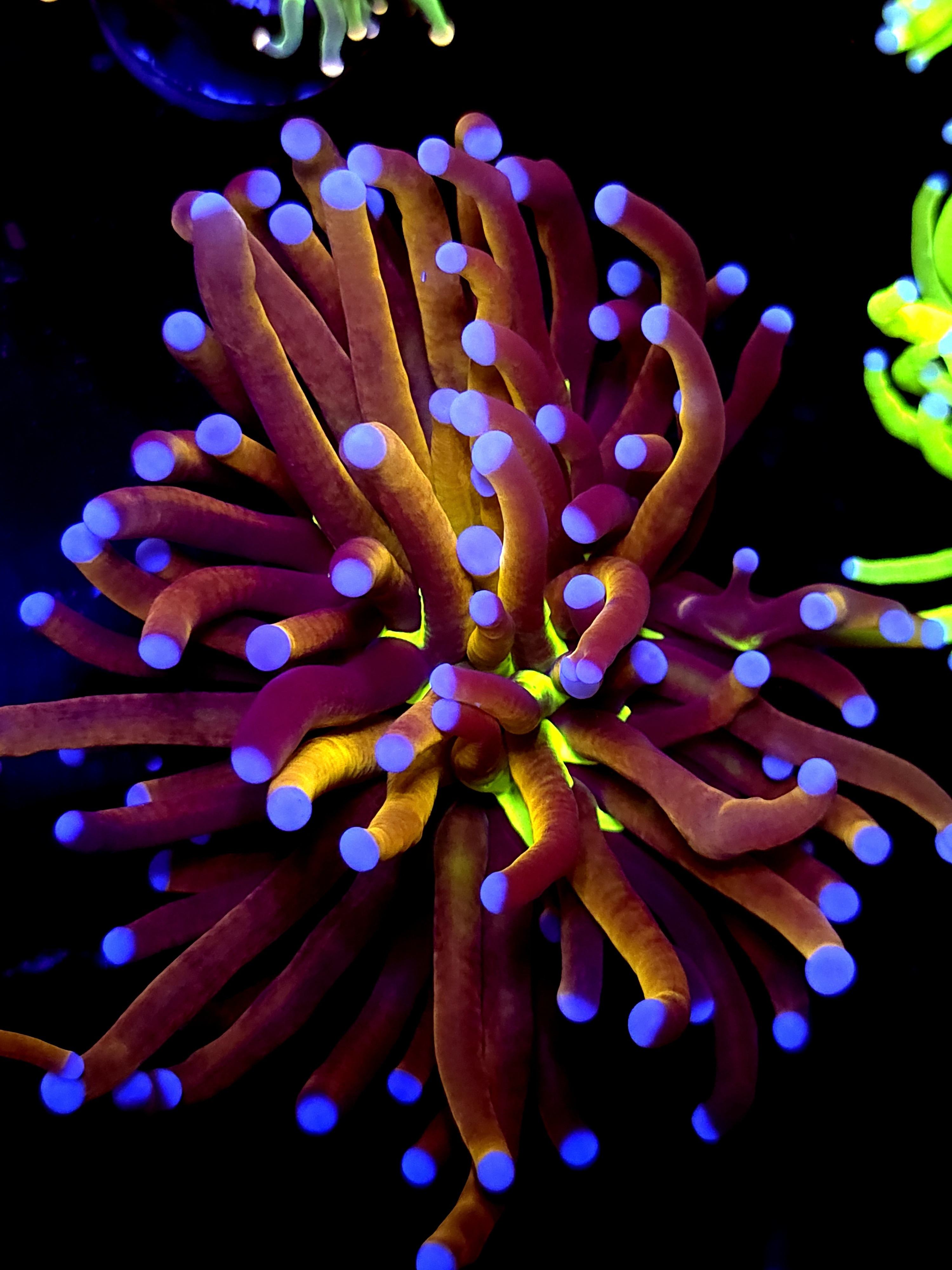 SBB " Ghost Busters" torch