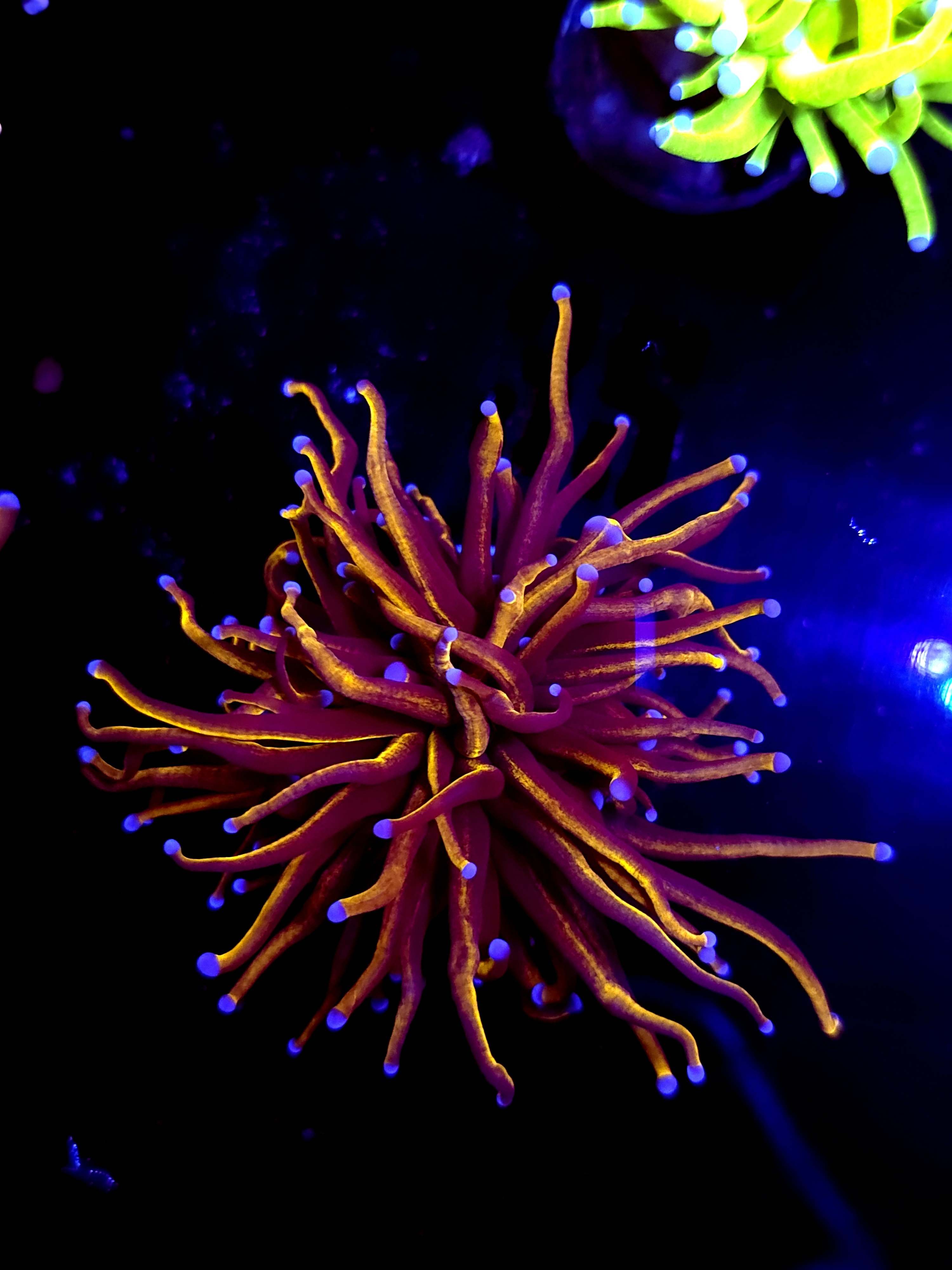 SBB " New York Nicks " Torch