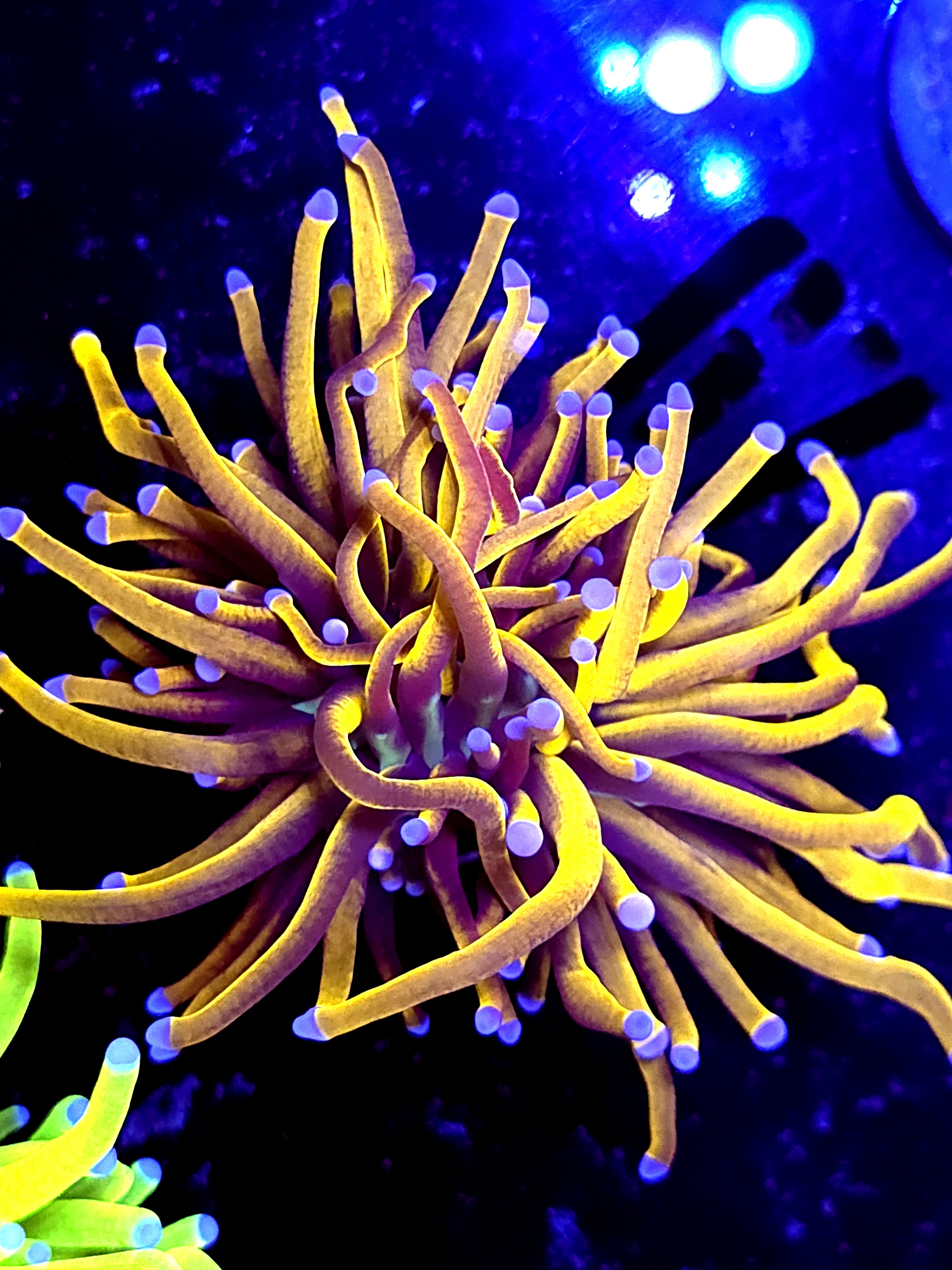 SBB " Yellow God" Torch