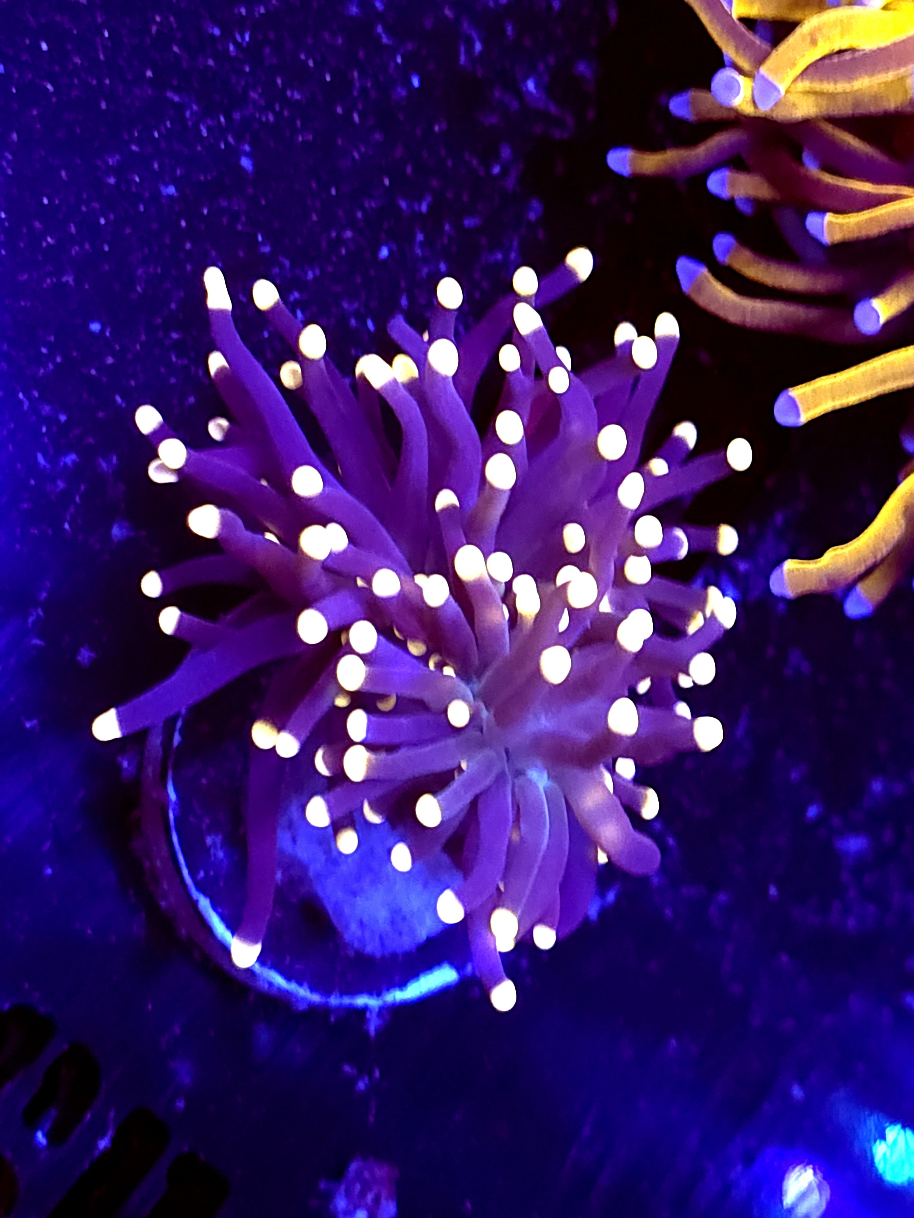 SBB " Black Panther' Torch