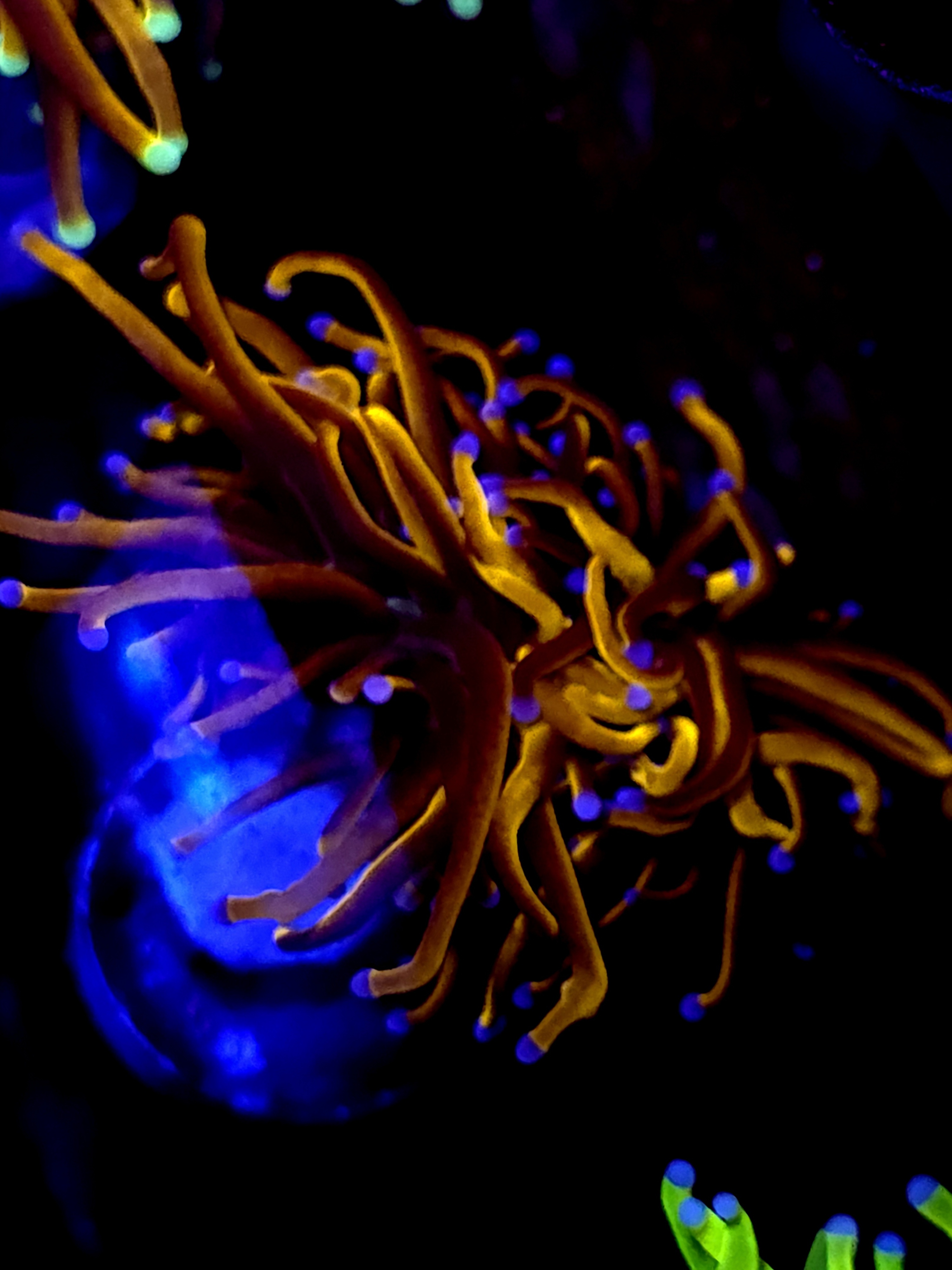 SBB " Indo Gold' torch