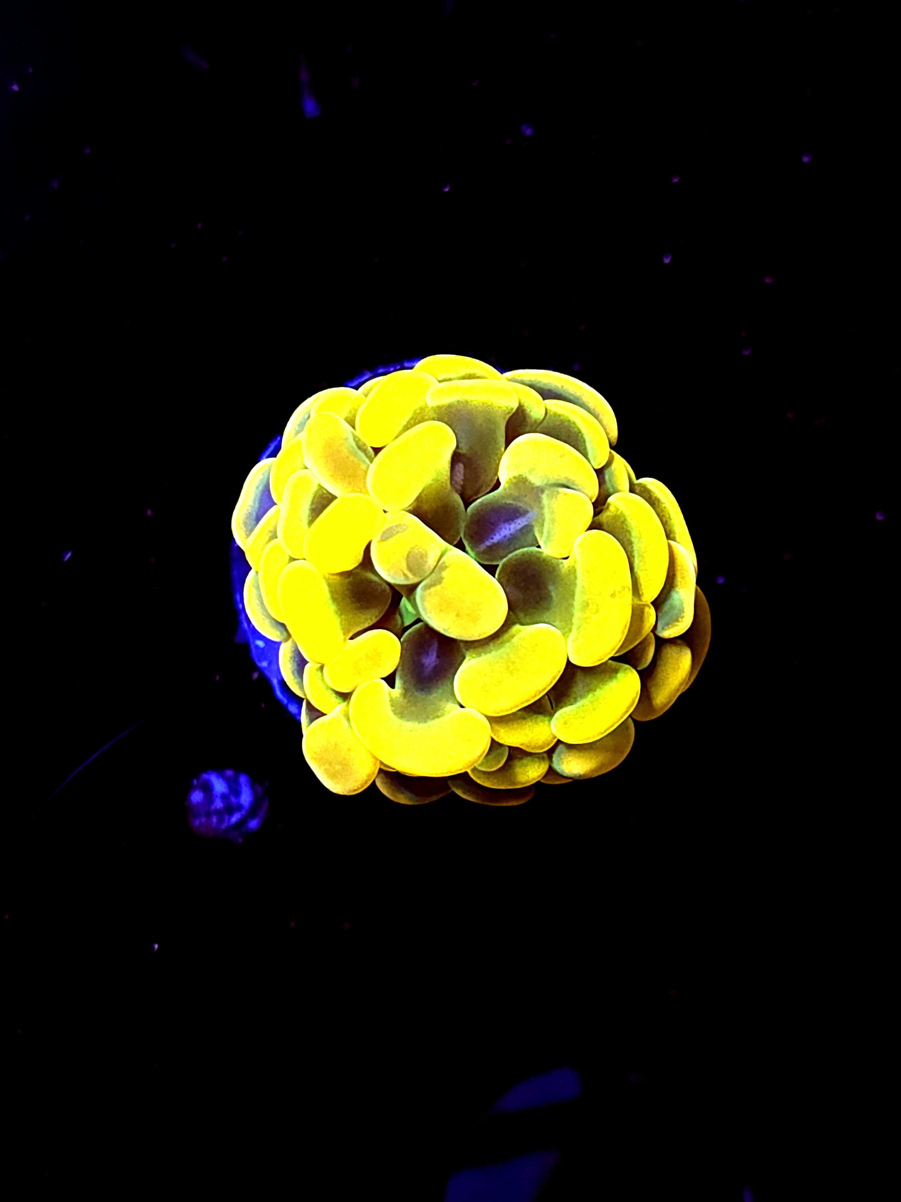 SBB " Holy Grail' hammer