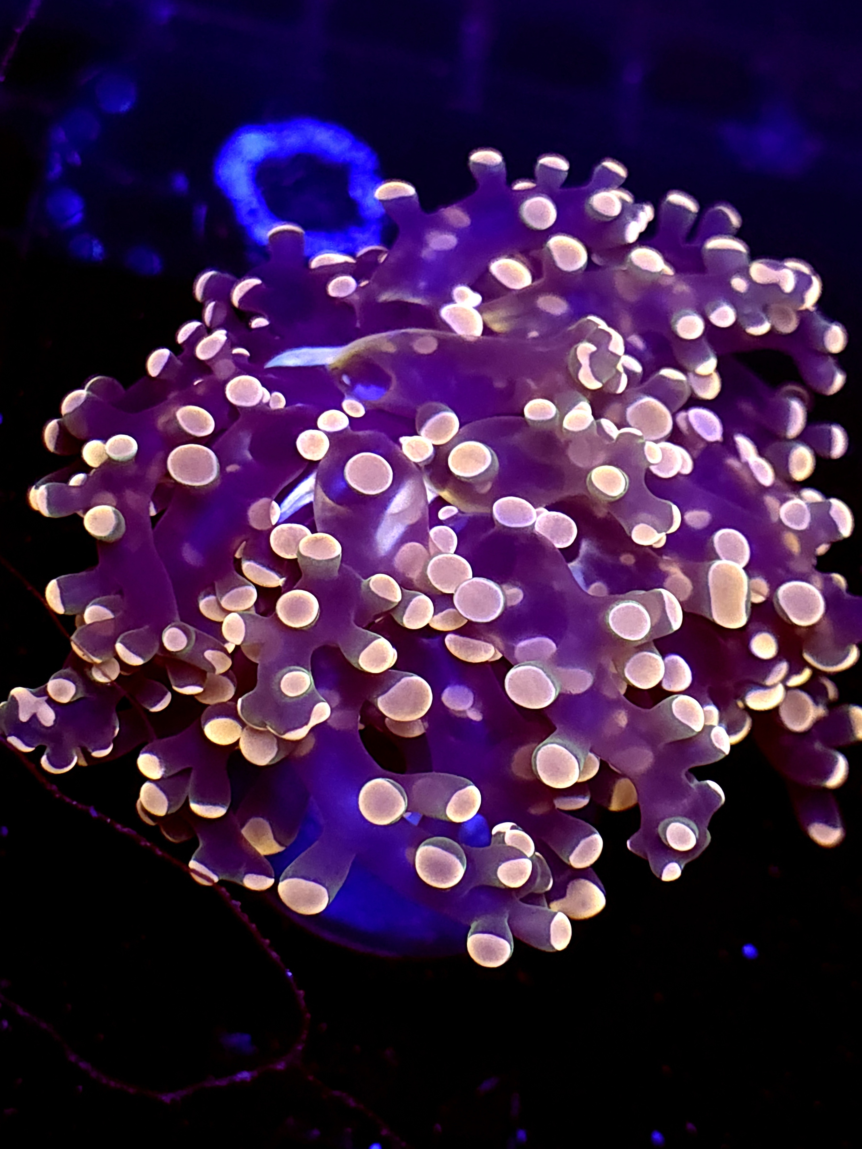 SBB " Lavendor breeze" Frogspawn