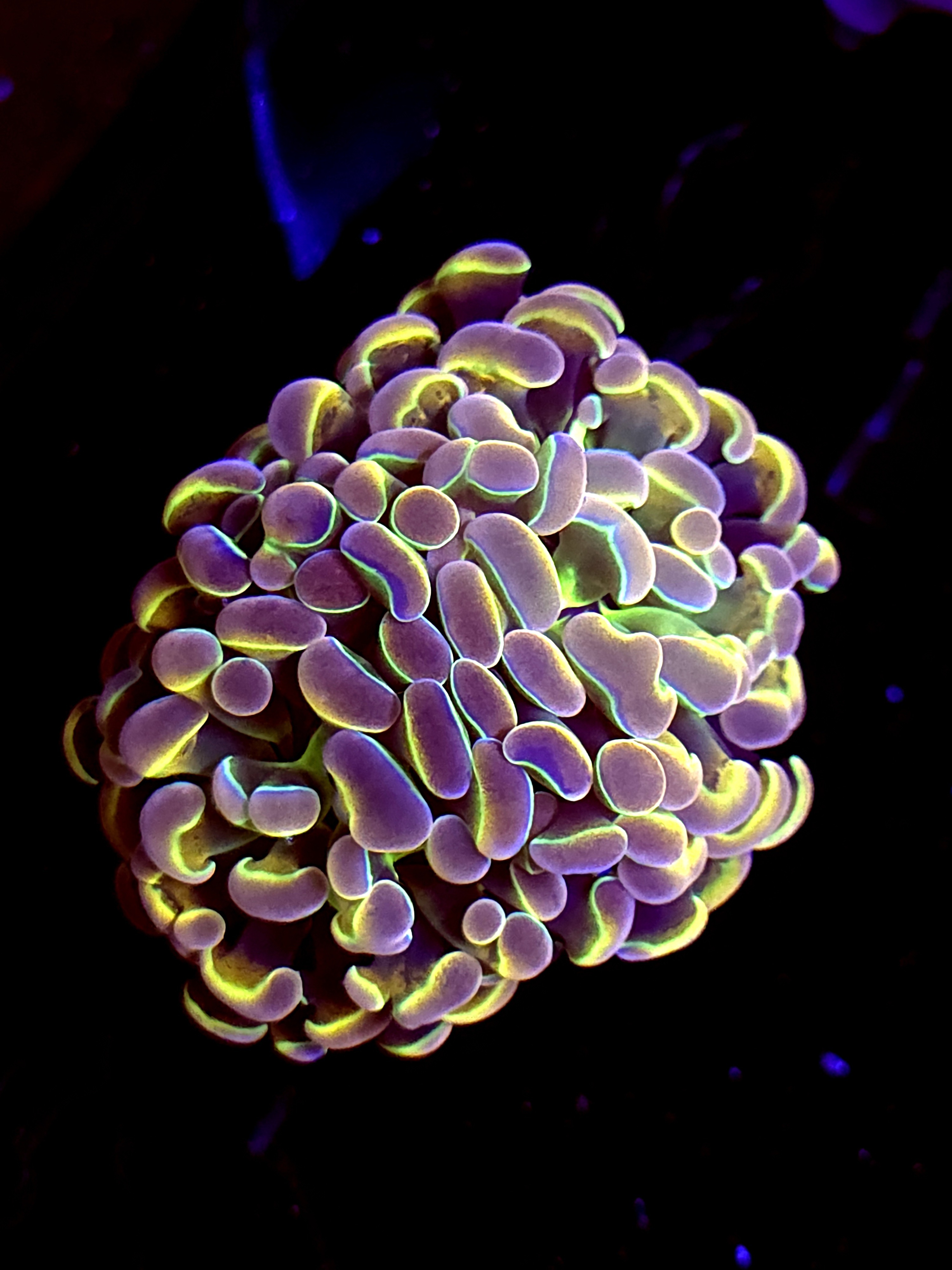 SBB " Rustic Hologram" hammer