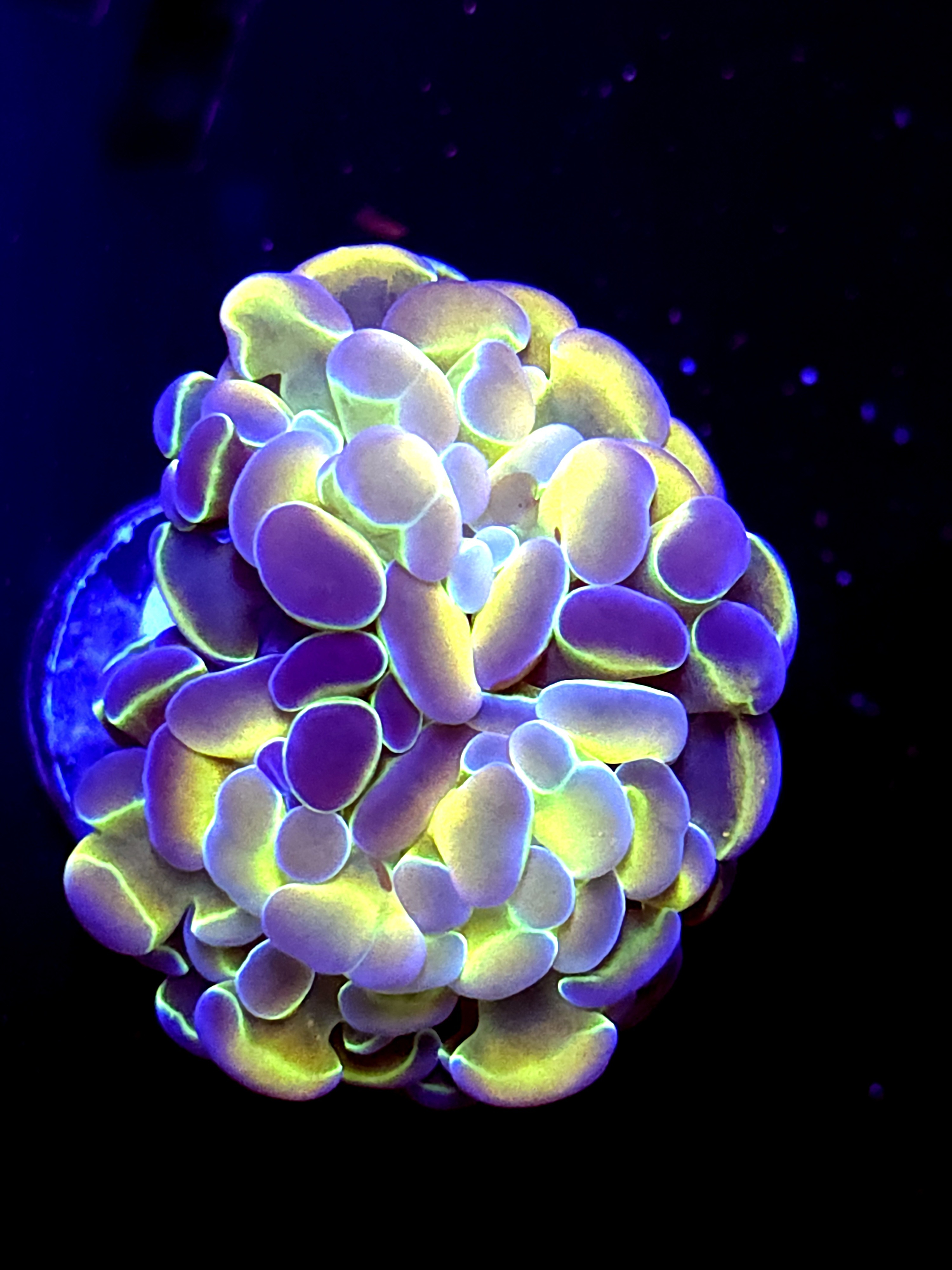 SBB" yellow Hologram' hammer