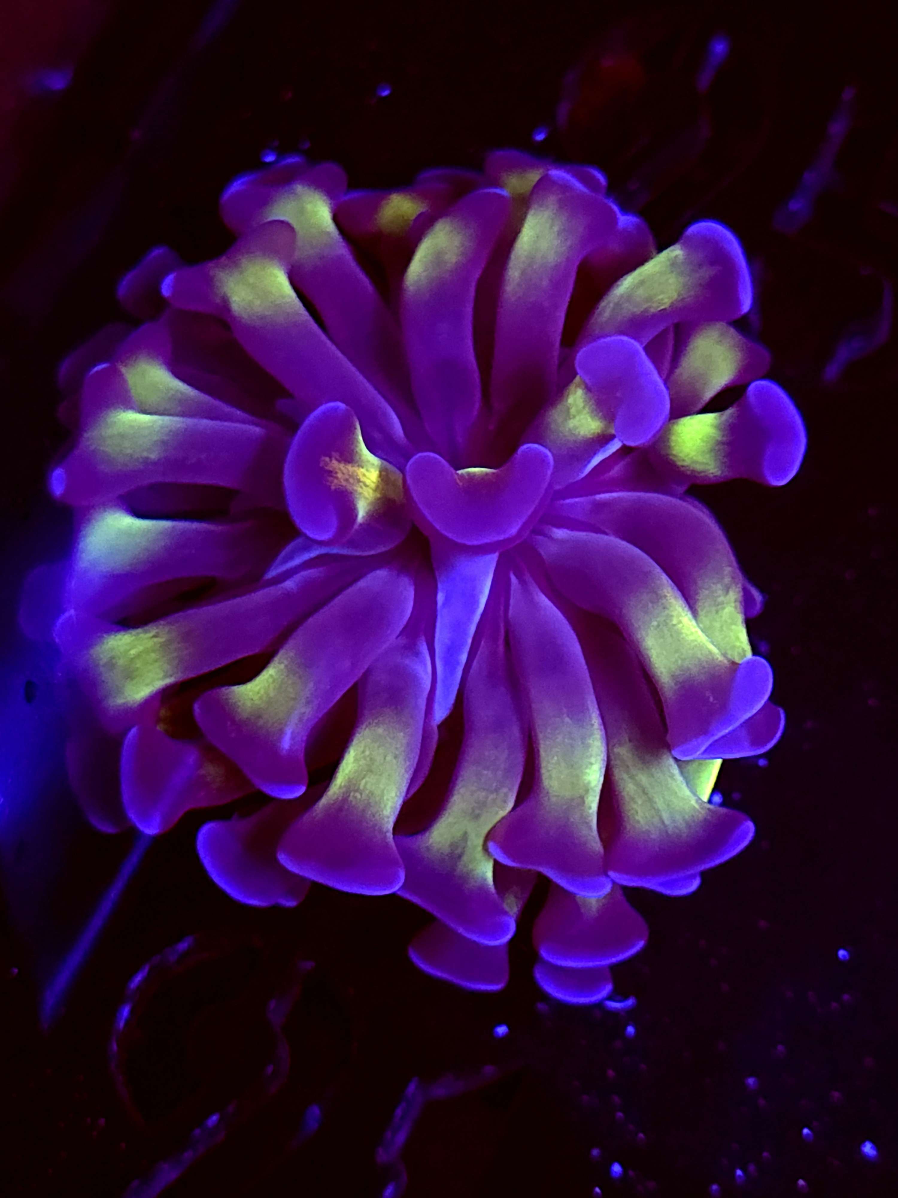 SBB " blue tip Green Stem" hammer