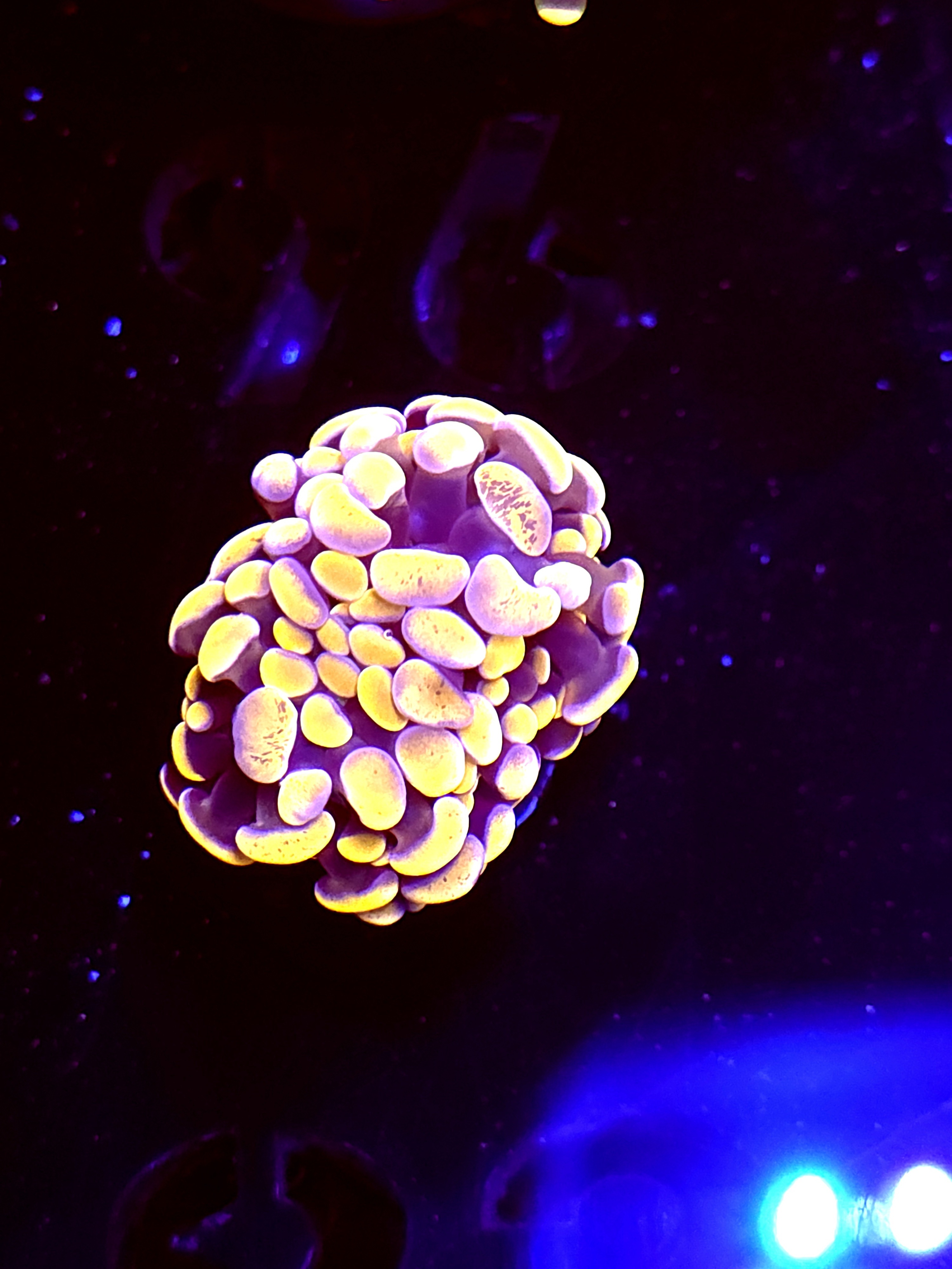 SBB " Orange Indo' hammer