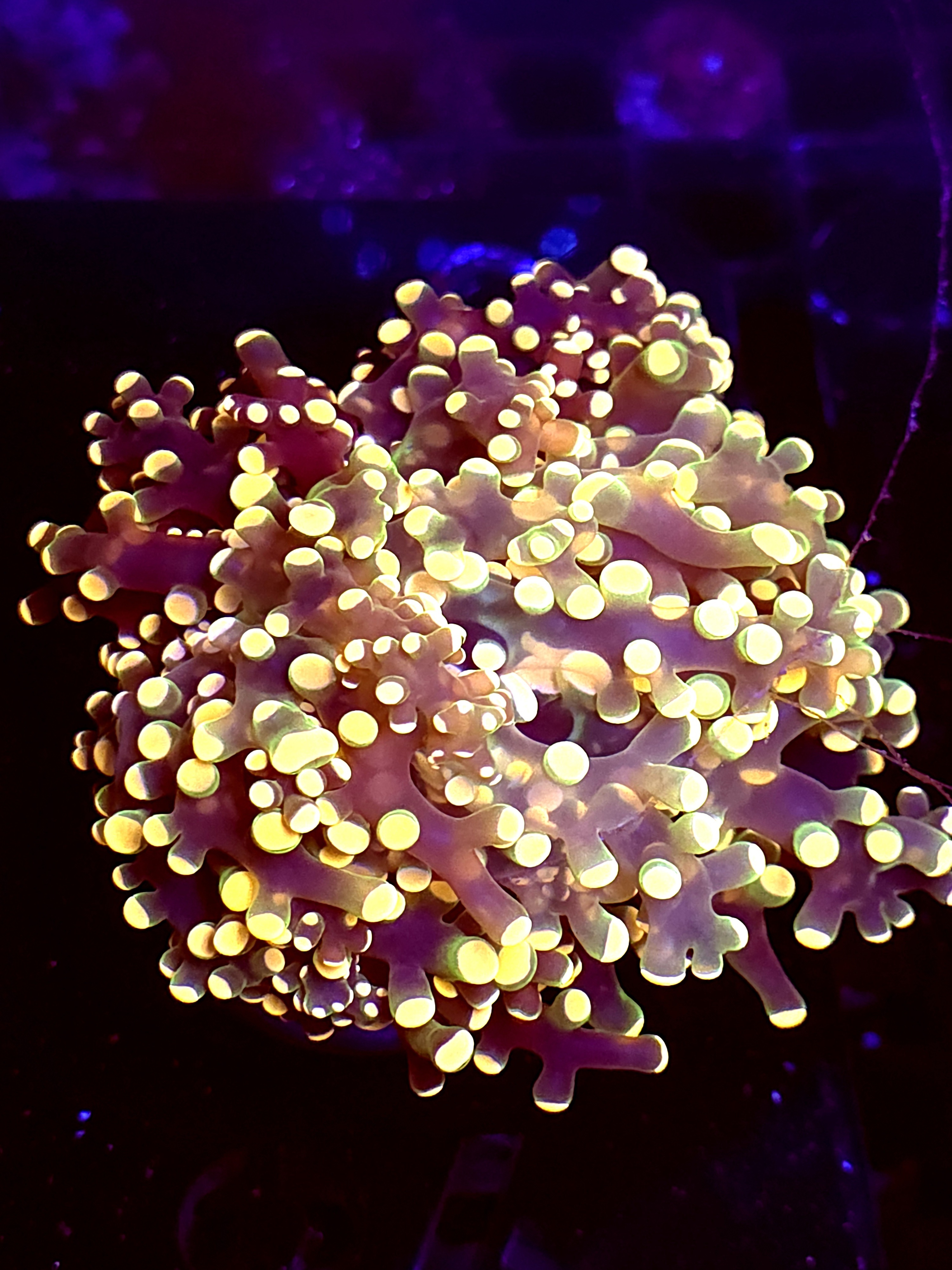 SBB " Lavendor breeze" Frogspawn