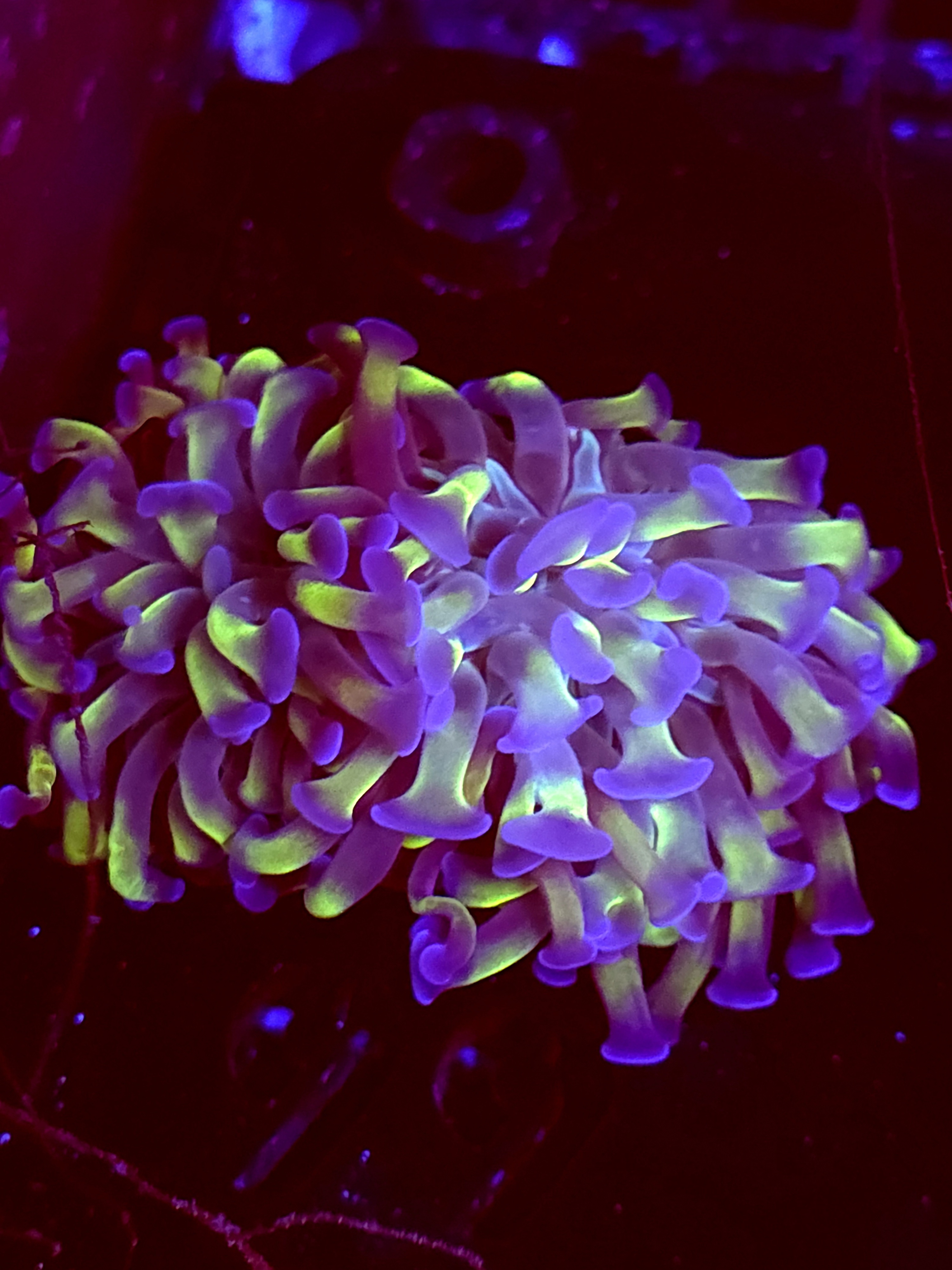 SBB " Green Stem Blue Tip" hammer