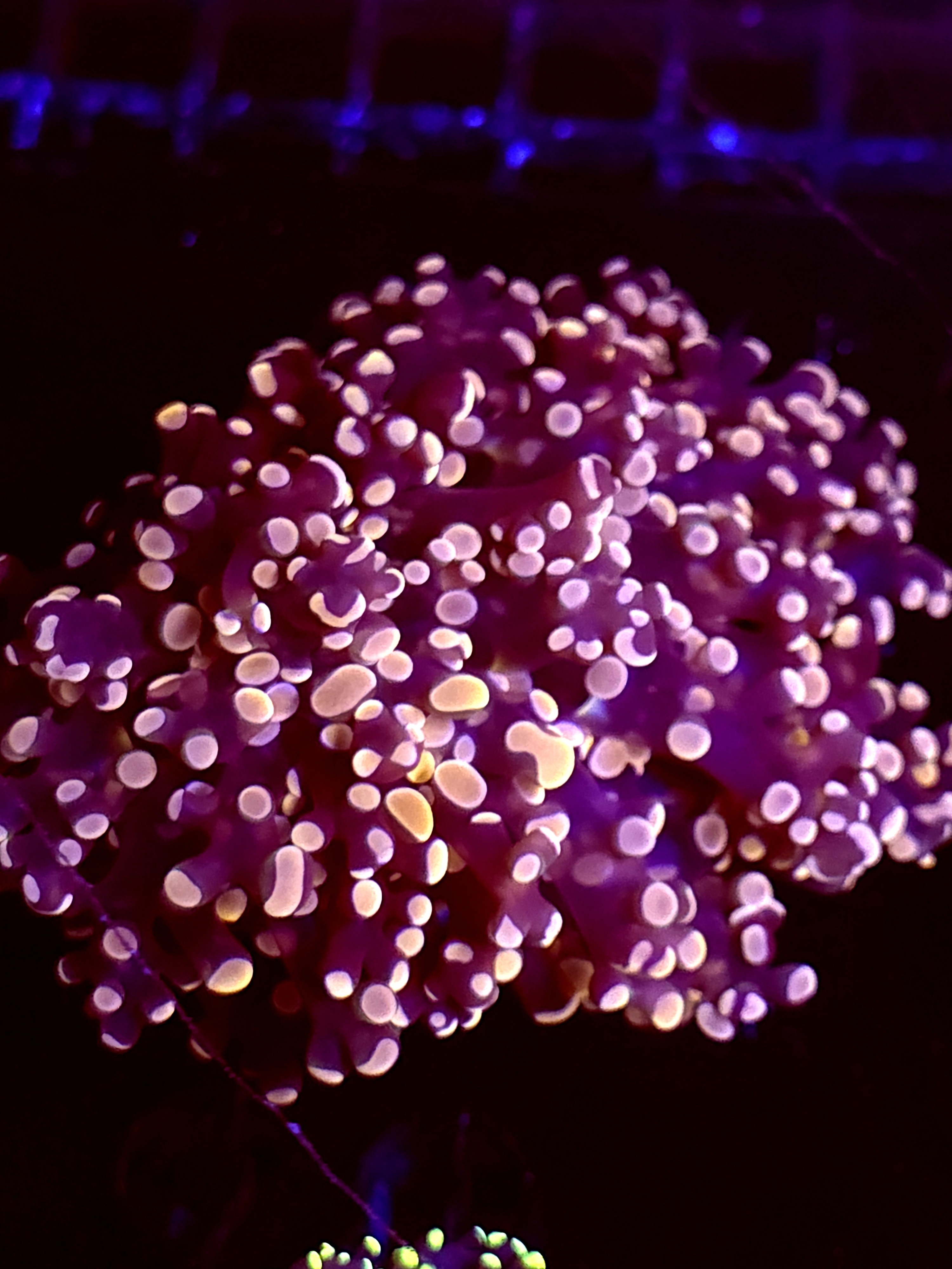 SBB " Lavendor breeze" Frogspawn